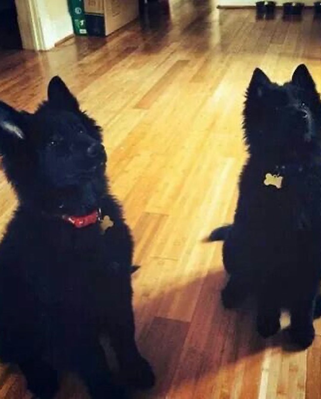 #latergram Old pictures of Sirius and Remus when they were wee pups ⁣ ⁣ #belgianshepherd #belgianshepherdgroenendael #belgianshepherdsofinstagram #groenendael #groenendaelsofinsta...