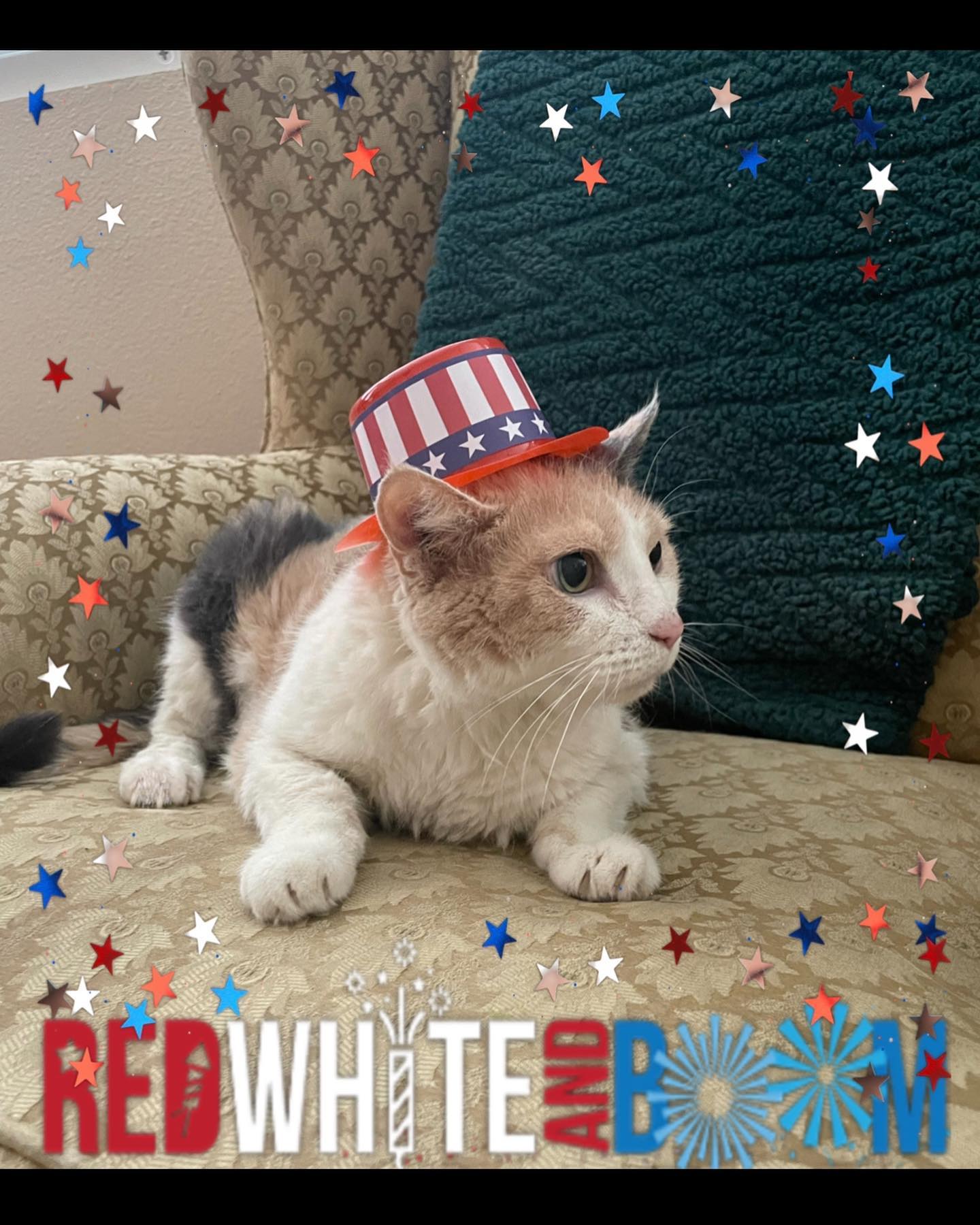 🇺🇸⁣ Happy Independence Day to my fellow pet families in the United States! ⁣ Today we celebrate the passing of the Declaration of Independence by the Continental Congress on July...