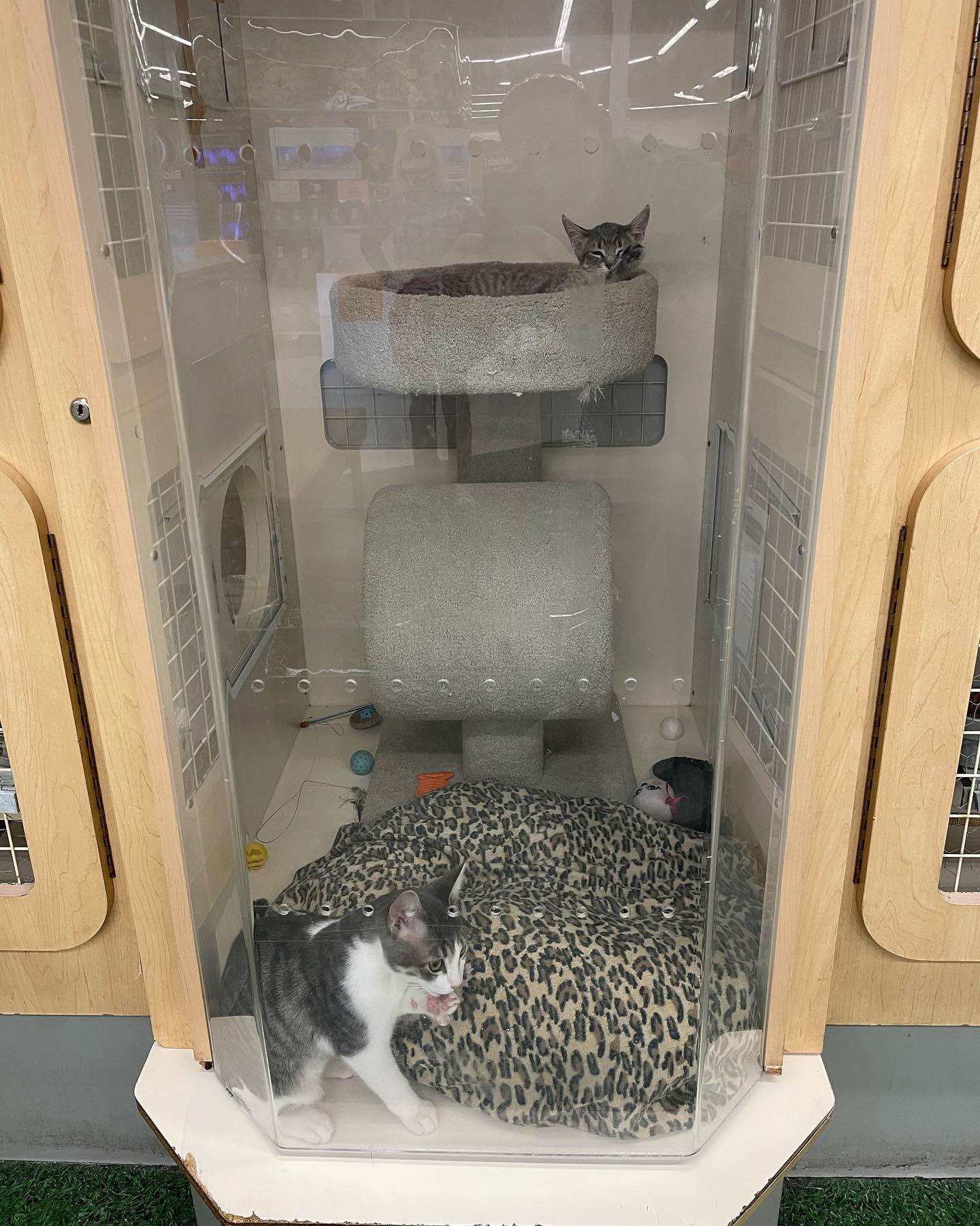 Jul 11, 2022: ⁣⁣ ⭐️ Now volunteering at the Murrieta PetCo with @secondchancepetadoptions ⭐️ ⁣⁣ These kitties are sleepy Cosmo, and sisters Holly and Smokey! They’ve all been adop...