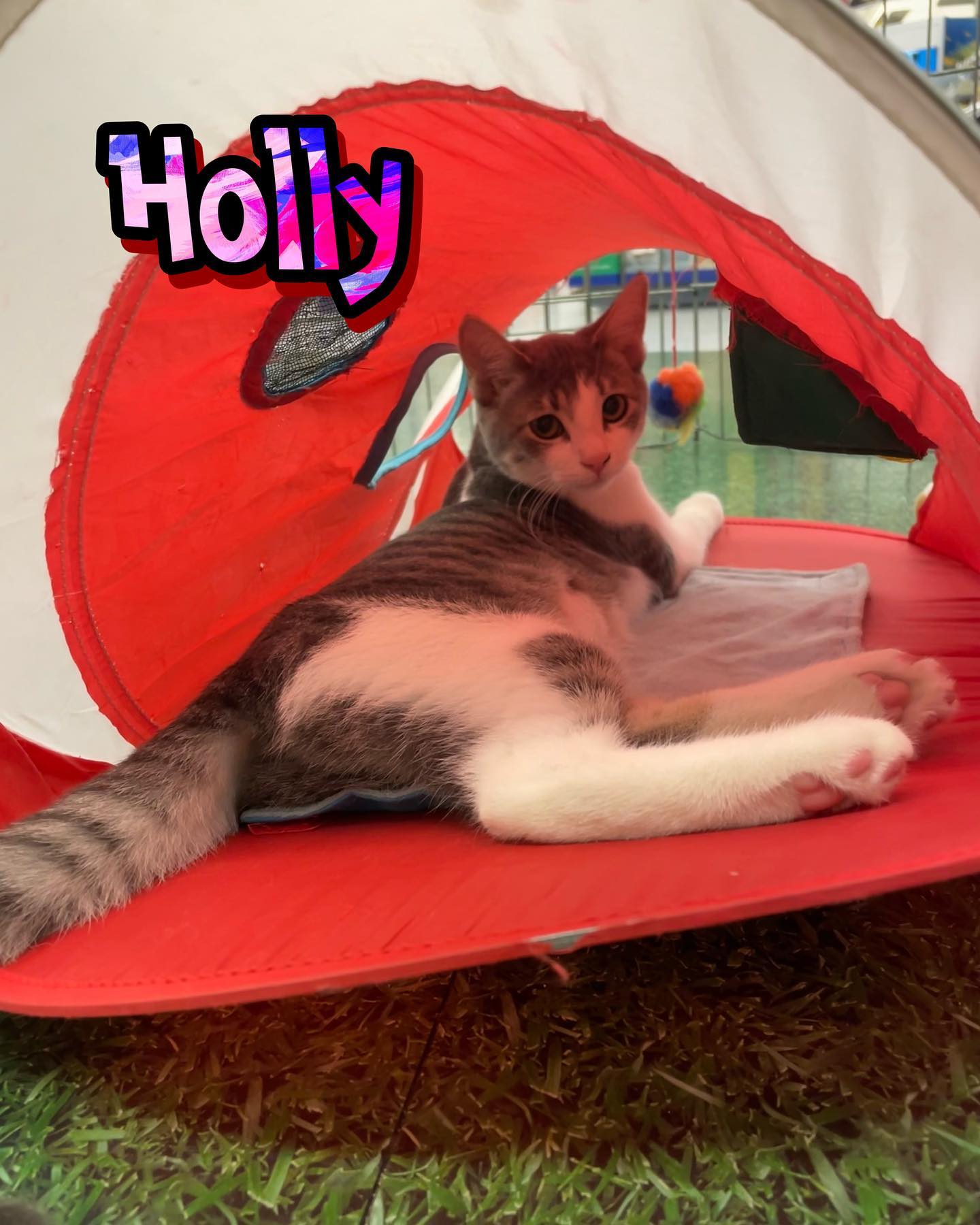 Jul 15-16, 2022: Meet Holly, Smokey, Whiskers, and Debbie! 😻 😻 😻 ⁣⁣ These lil cuties have been adopted thanks to @secondchancepetadoptions and @petco! ⁣ ⁣ #adoptable #adoptables #...