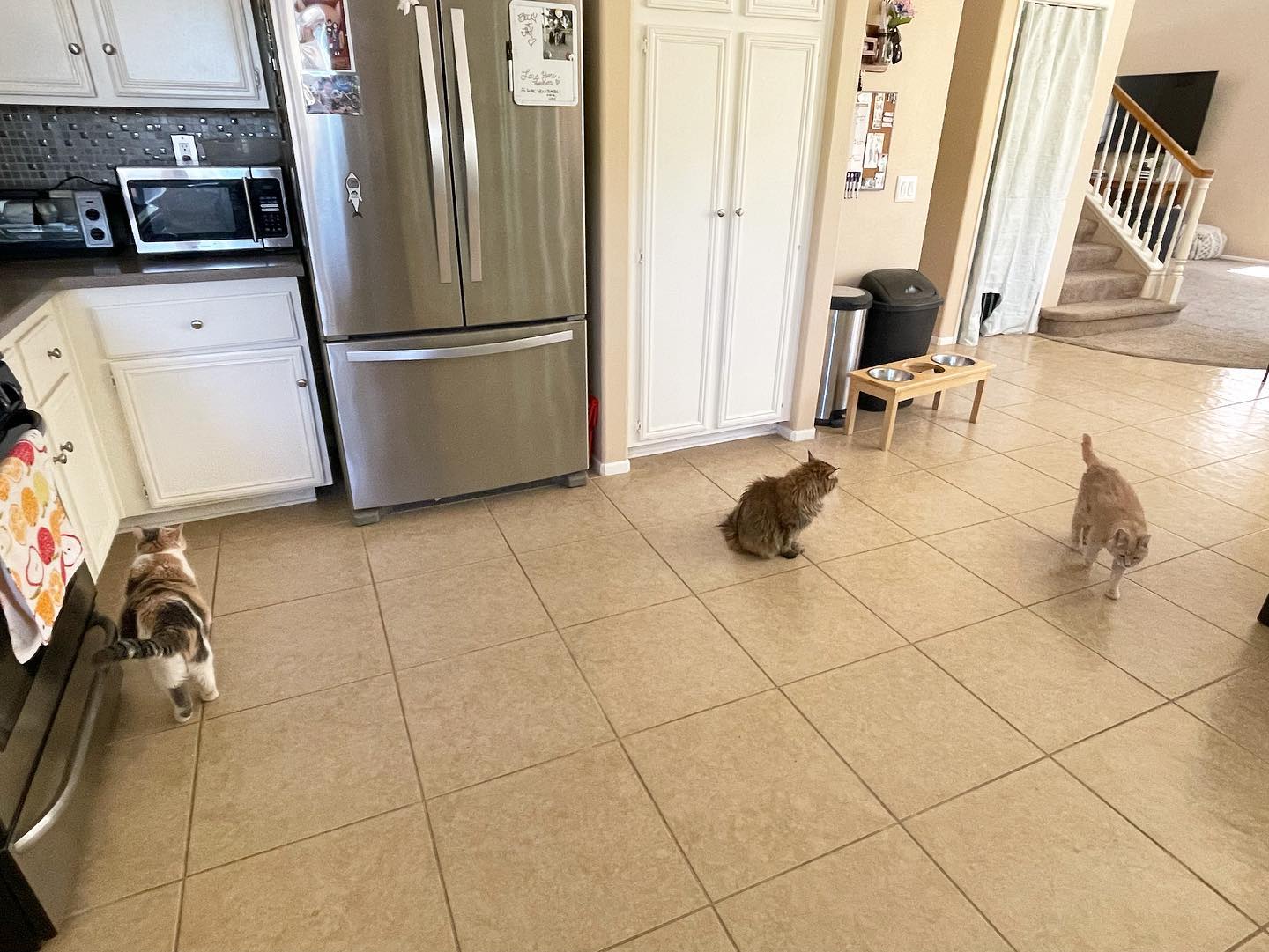 Jun 26, 2022: another miraculous occasion when all 3 DirtyHellHounds cats are together in one room ⁣ It for sure didn’t last long 😅 ⁣ ⁣ #calico #dilutedcalico #mainecoon (mix 😾) #...