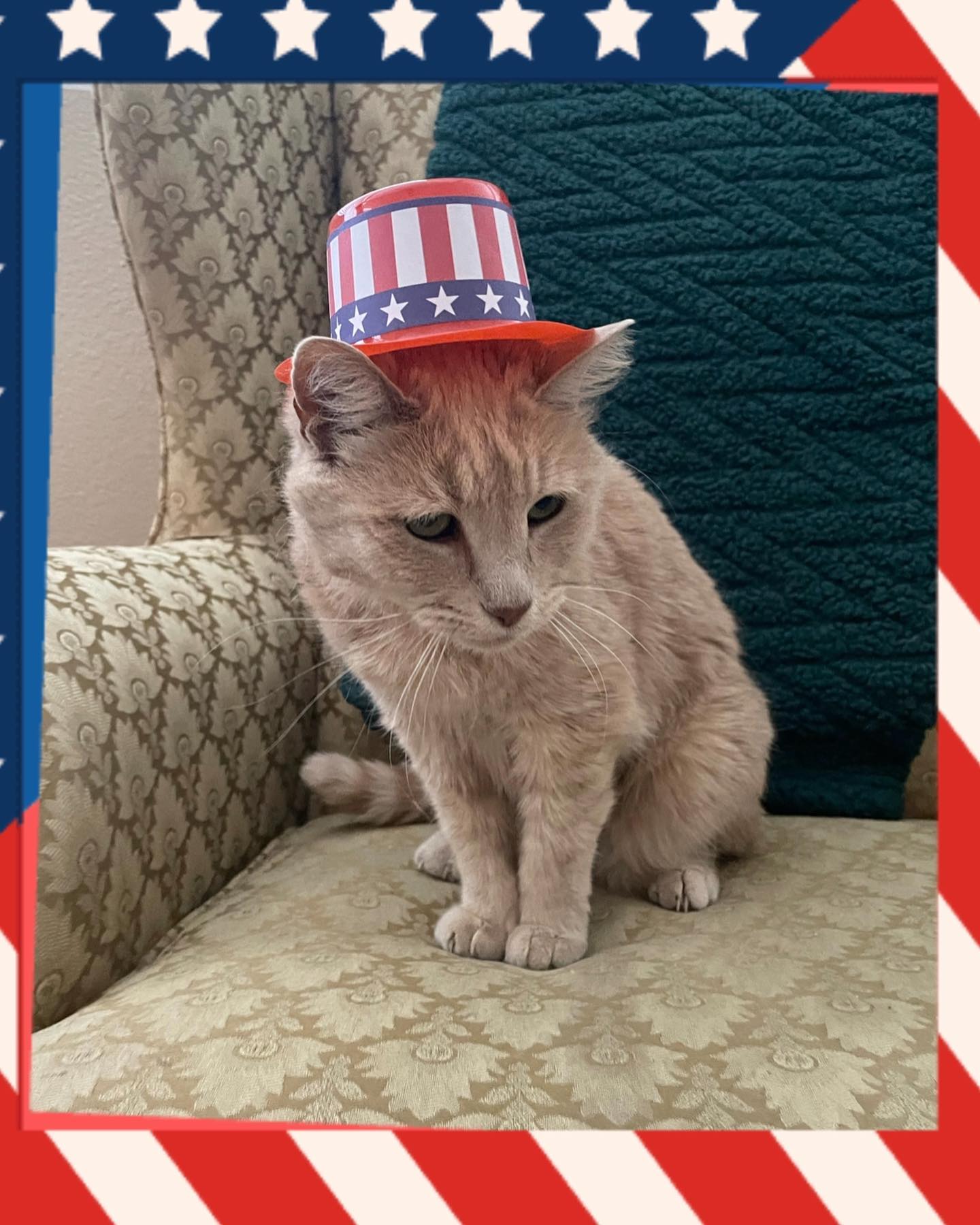 🇺🇸⁣ Happy Independence Day to my fellow pet families in the United States! ⁣ Today we celebrate the passing of the Declaration of Independence by the Continental Congress on July...