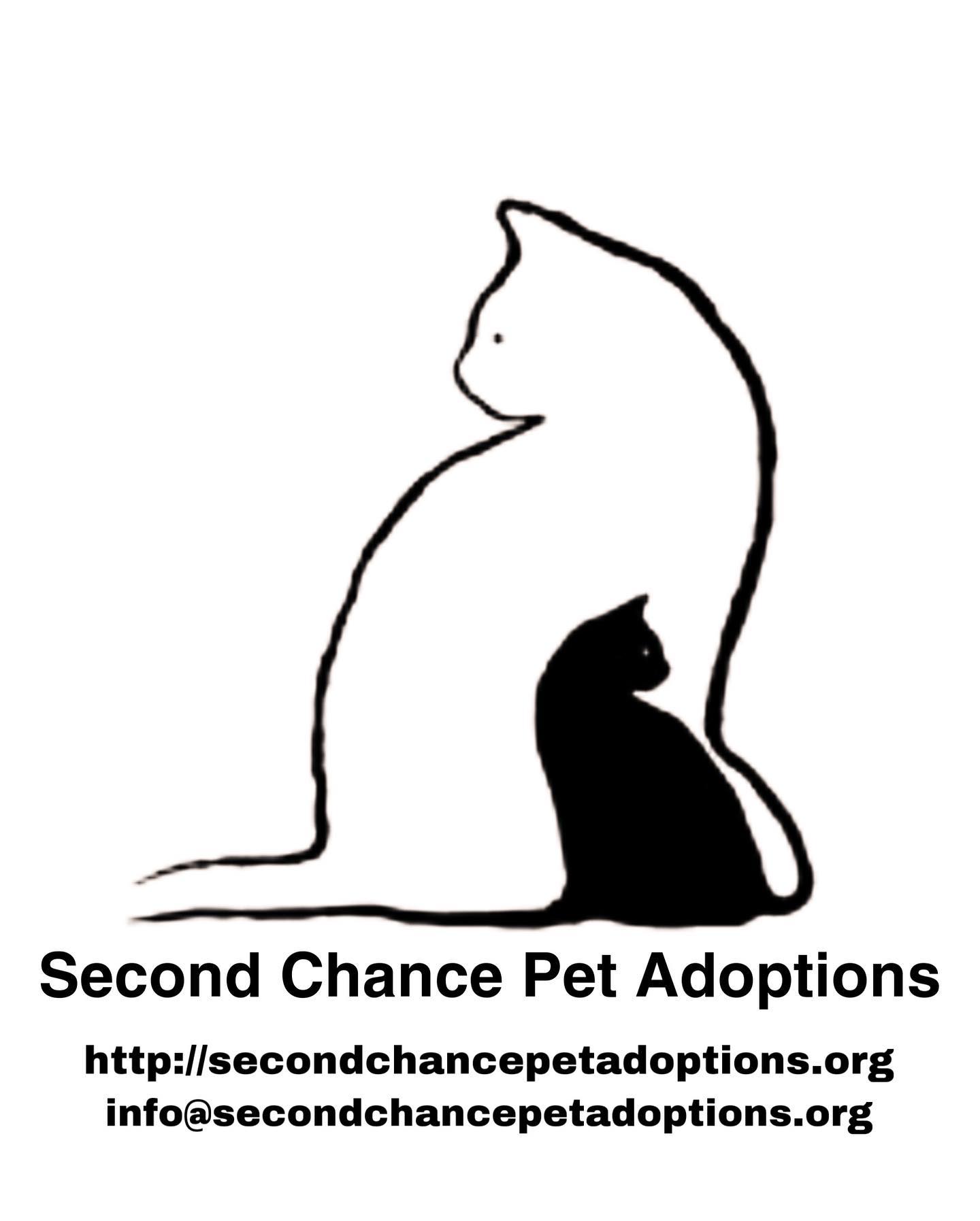 ⁣Jul 15, 2022: The DirtyHellHounds clan would like to introduce our ✨ new foster kittens! ✨⁣ 👋🏻 Say hi to Shadow, Boots, Grump, and Pickles! ⁣ ** Shadow has been adopted! 😊 ⁣ ⁣ In...