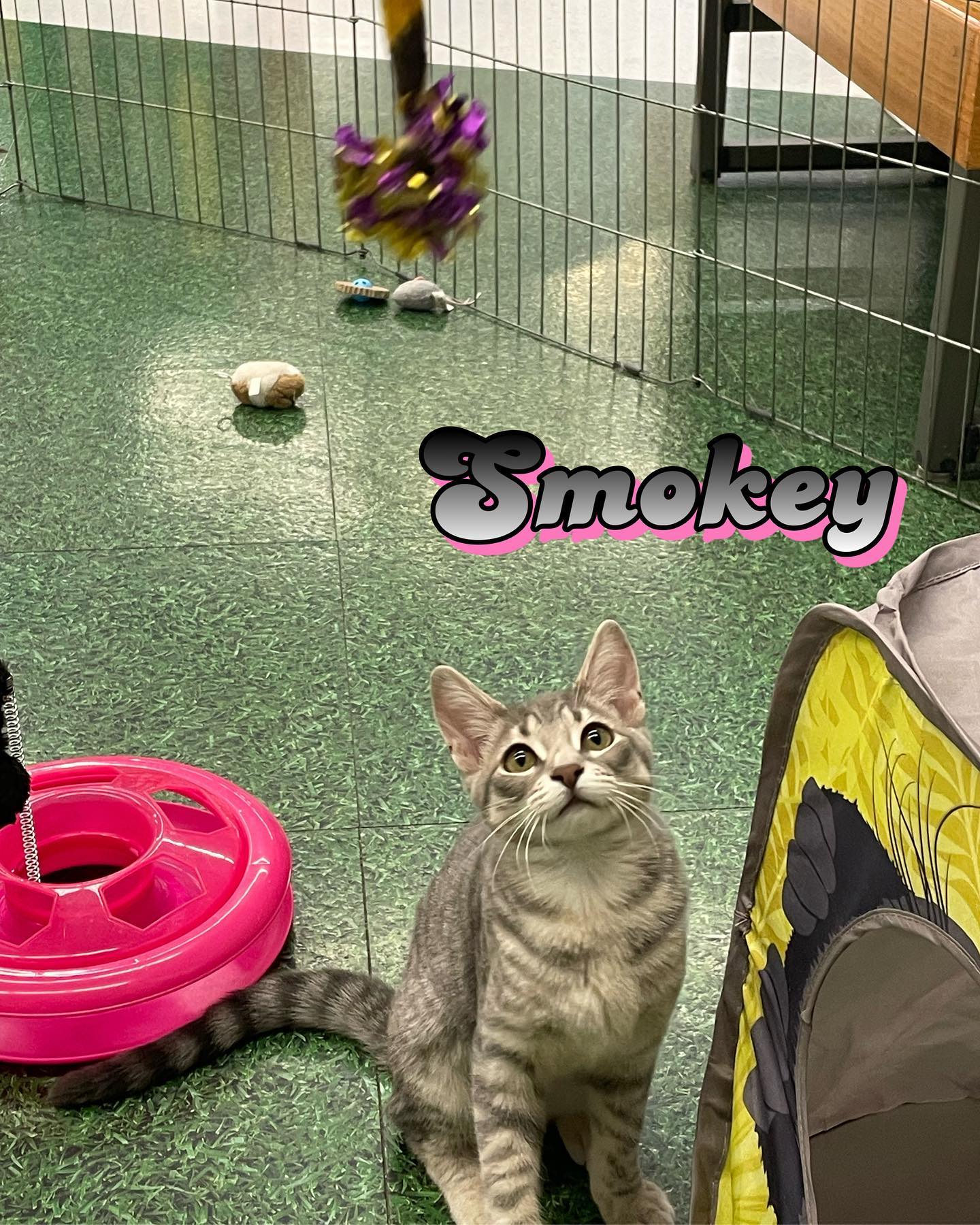 Jul 15-16, 2022: Meet Holly, Smokey, Whiskers, and Debbie! 😻 😻 😻 ⁣⁣ These lil cuties have been adopted thanks to @secondchancepetadoptions and @petco! ⁣ ⁣ #adoptable #adoptables #...