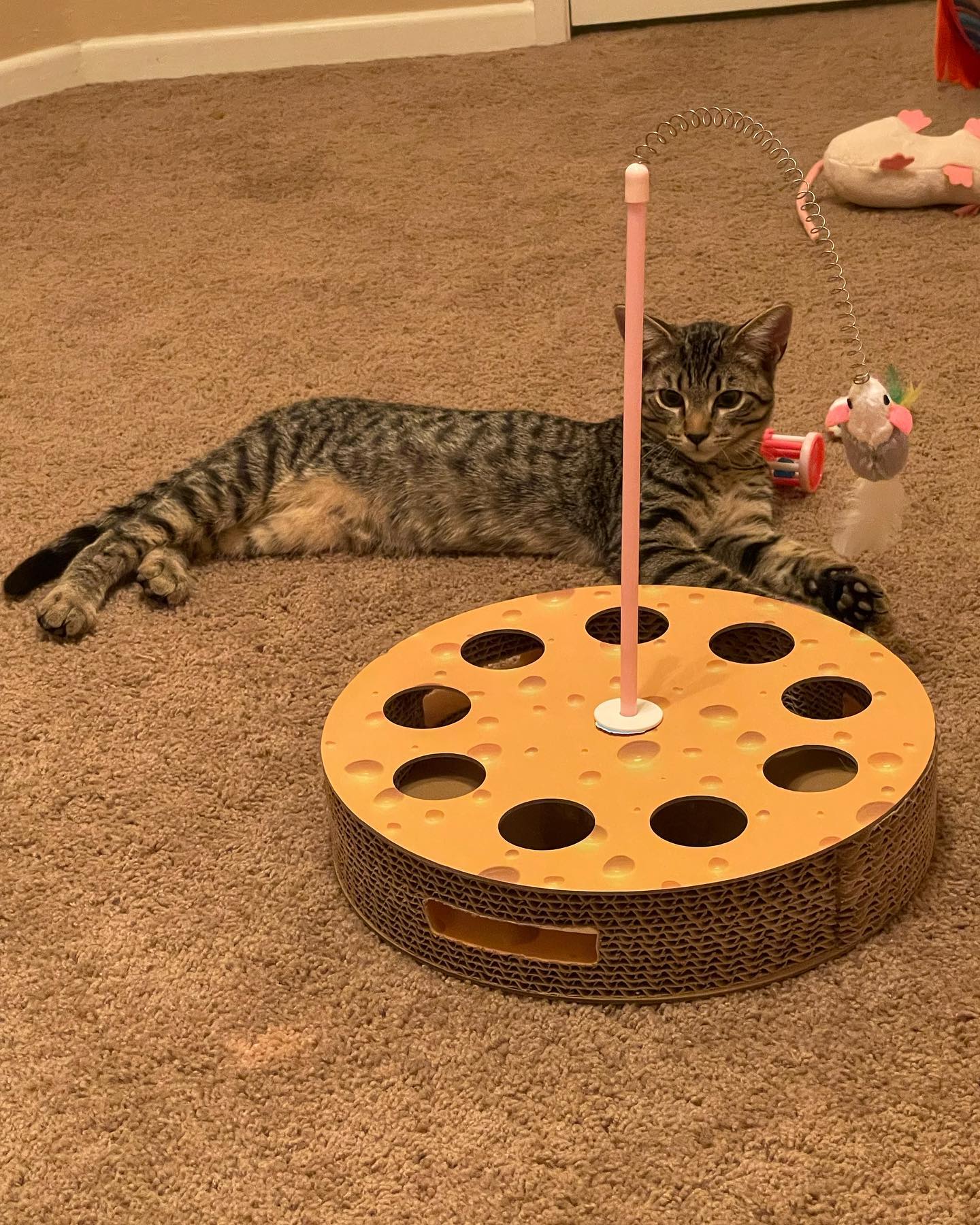 ✨ Foster kitten: Pickles! ⁣ Pickles is such a gentleman, and when he gets head scritches he loves them so much that he rolls over and nuzzles himself closer. It’s SO. STINKIN. CUT...