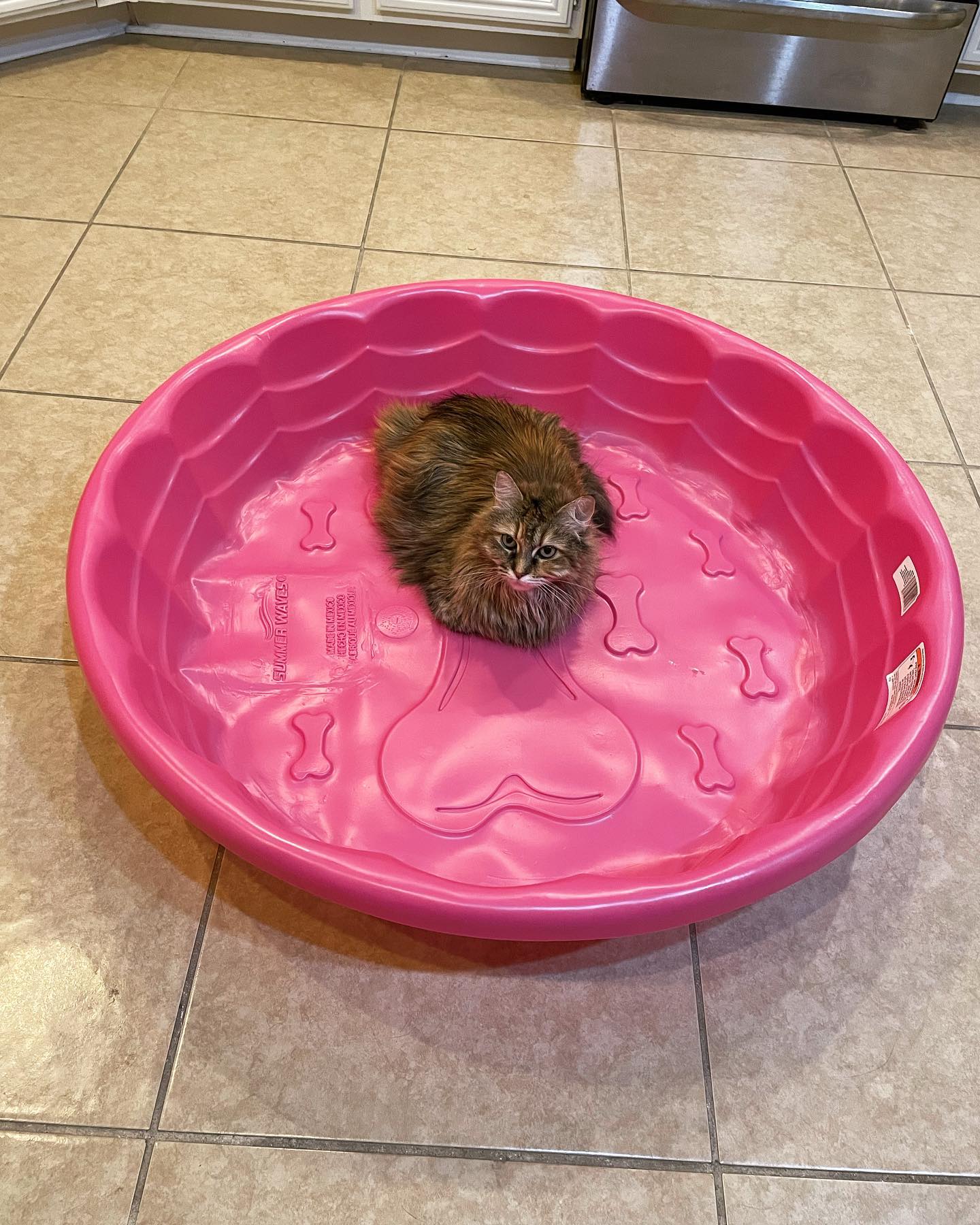 Jun 17, 2022: I promise that’s a dog bone in the middle of the pool….. ⁣ ⁣ #mainecoon (mix 😹) #mainecoons #mainecooncat #mainecooncatsofinstagram #catsofinstagram #catsofinsta #ca...