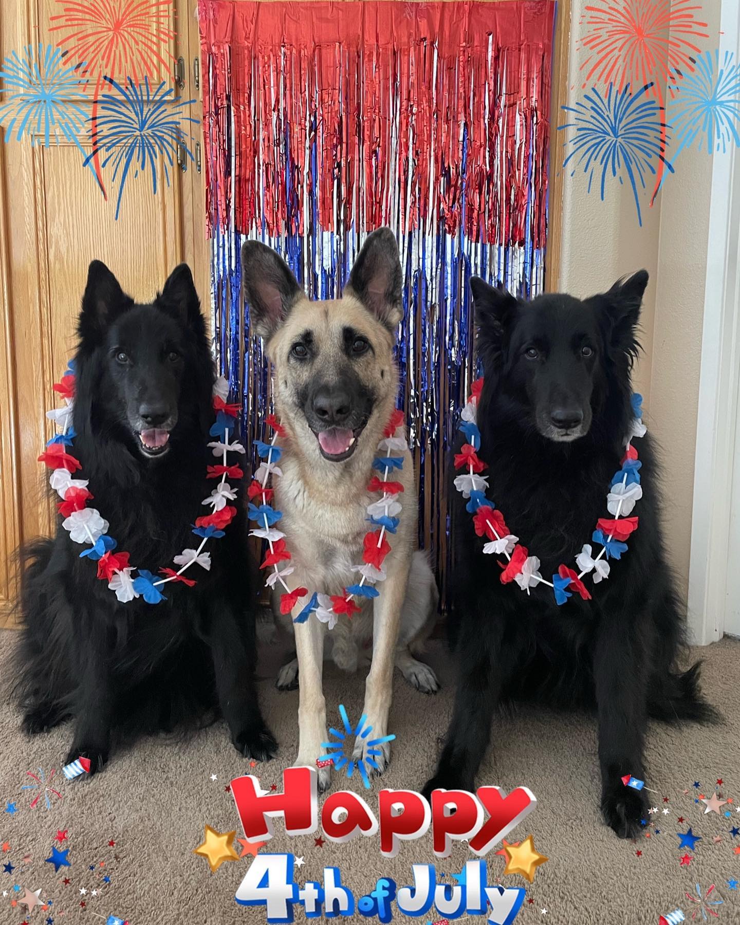 🇺🇸⁣ Happy Independence Day to my fellow pet families in the United States! ⁣ Today we celebrate the passing of the Declaration of Independence by the Continental Congress on July...