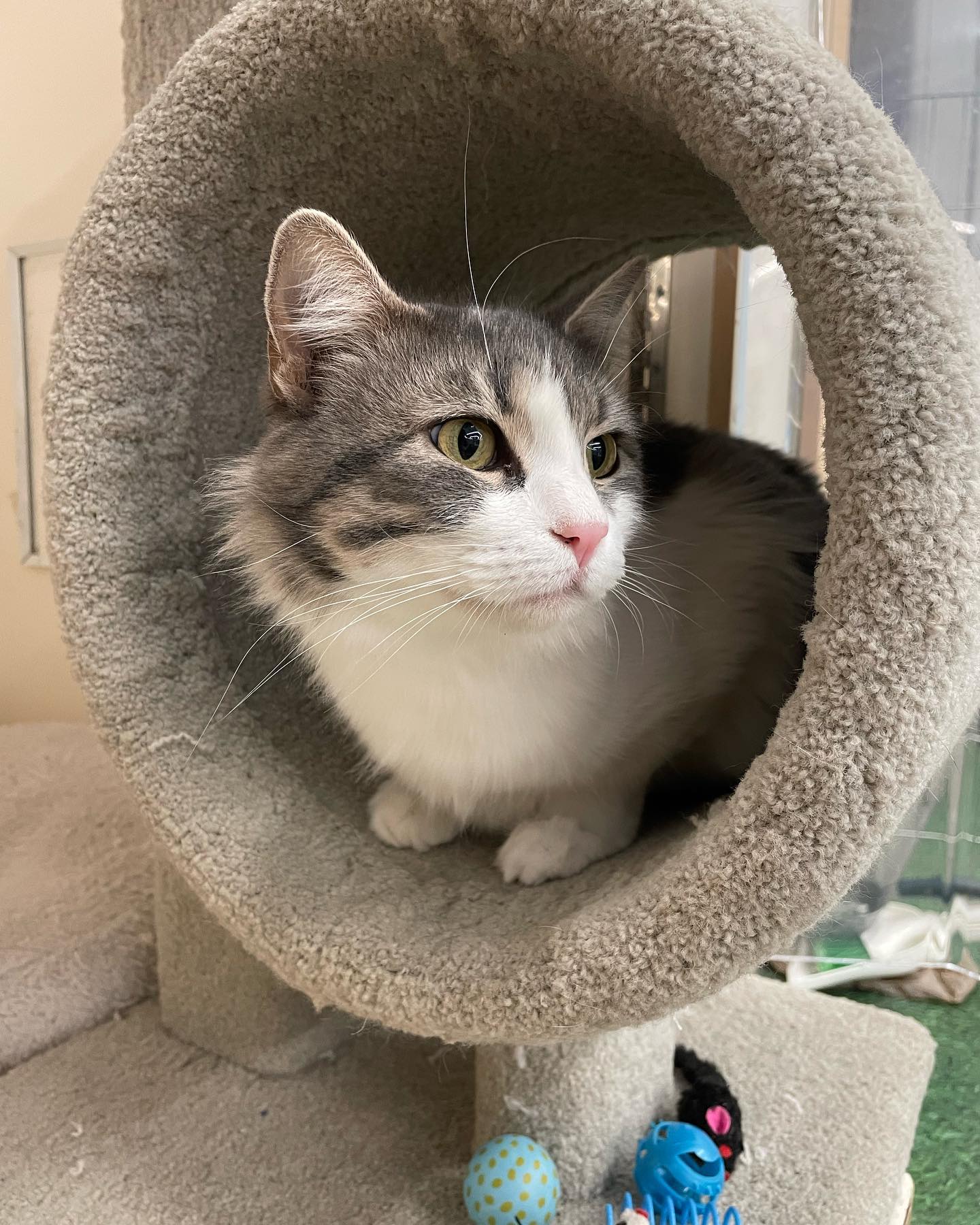 Jul 25, 2022: My sweet foster kitten Shadow was moved to the PetCo storefront today! ⁣ While I’m gonna miss this little cutie, I’m so excited for someone to see him and hopefully...