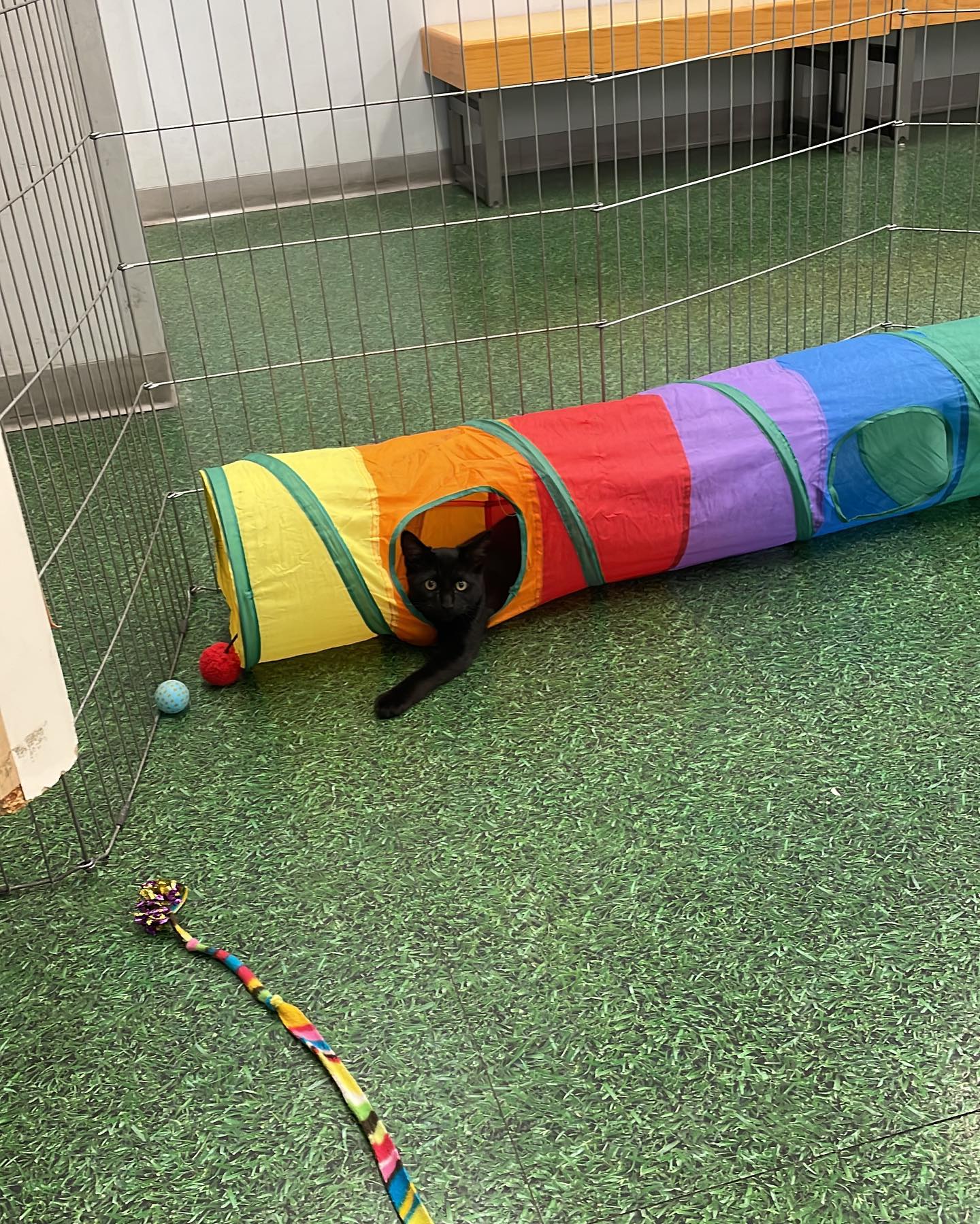 Jul 25, 2022: My sweet foster kitten Shadow was moved to the PetCo storefront today! ⁣ While I’m gonna miss this little cutie, I’m so excited for someone to see him and hopefully...