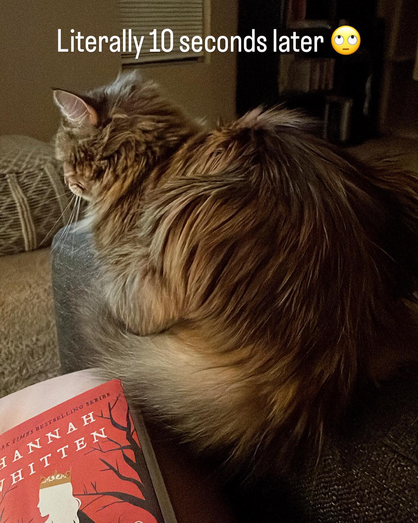 Jun 8, 2022: Having a cat be like……… 🙄⁣ JUST LOVE ME ⁣ ⁣ #mainecoon (mix 😿) #mainecooncat #mainecoonsofinstagram #catsofinstagram #catsofinsta #catsofig #catstagram #catsandbooks