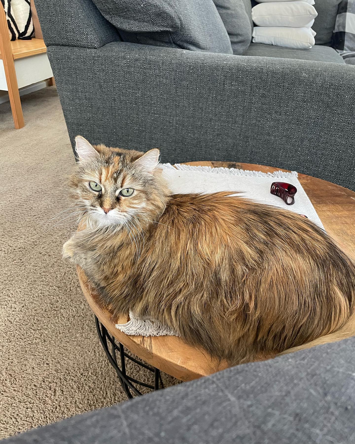 Jun 25, 2022: 🥹⁣ ⁣ #mainecoon (mix 😻) #mainecooncat #mainecooncat #mainecooncatsofinstagram #catsofinstagram #catsofinsta #catsofig #catstagram