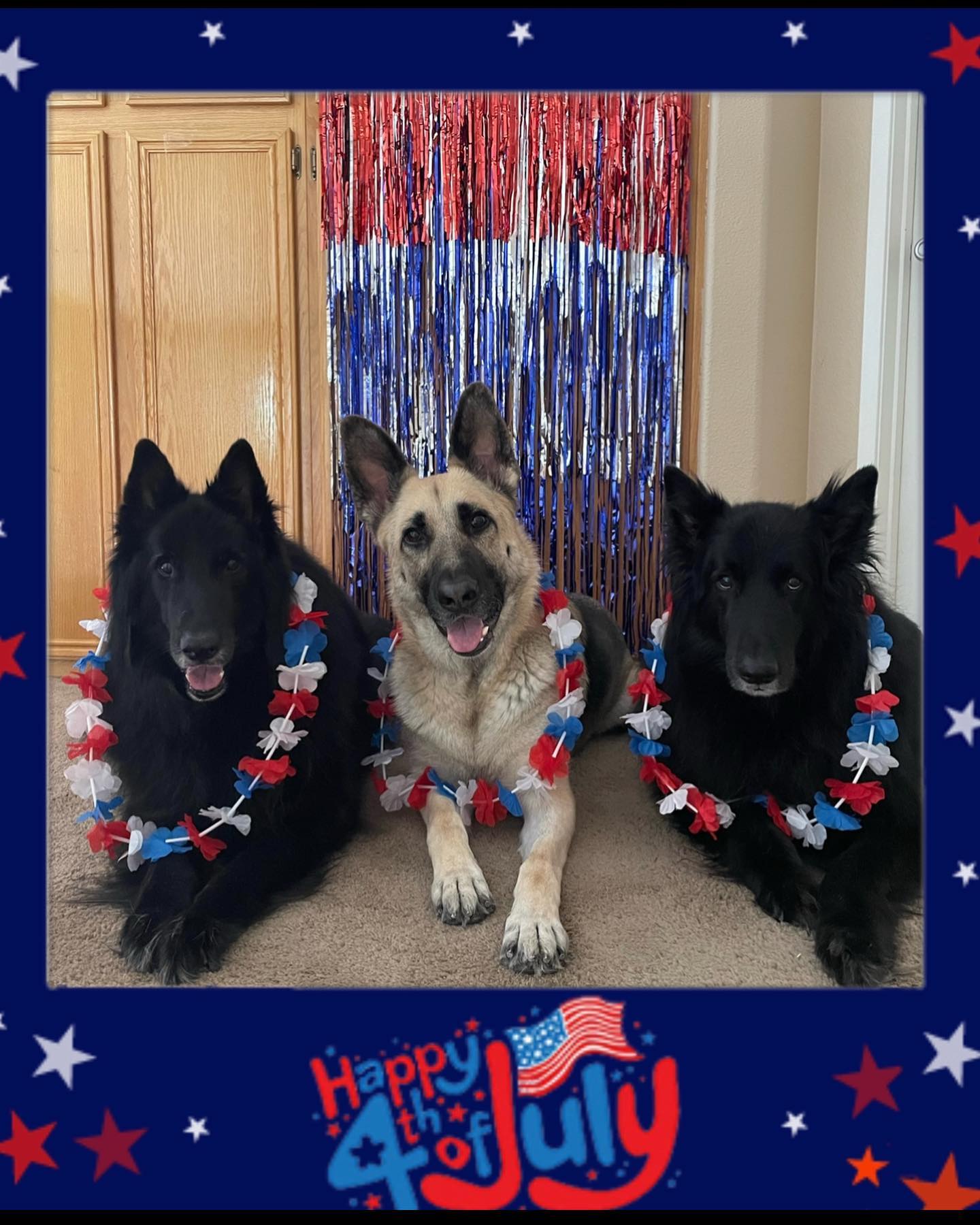 🇺🇸⁣ Happy Independence Day to my fellow pet families in the United States! ⁣ Today we celebrate the passing of the Declaration of Independence by the Continental Congress on July...