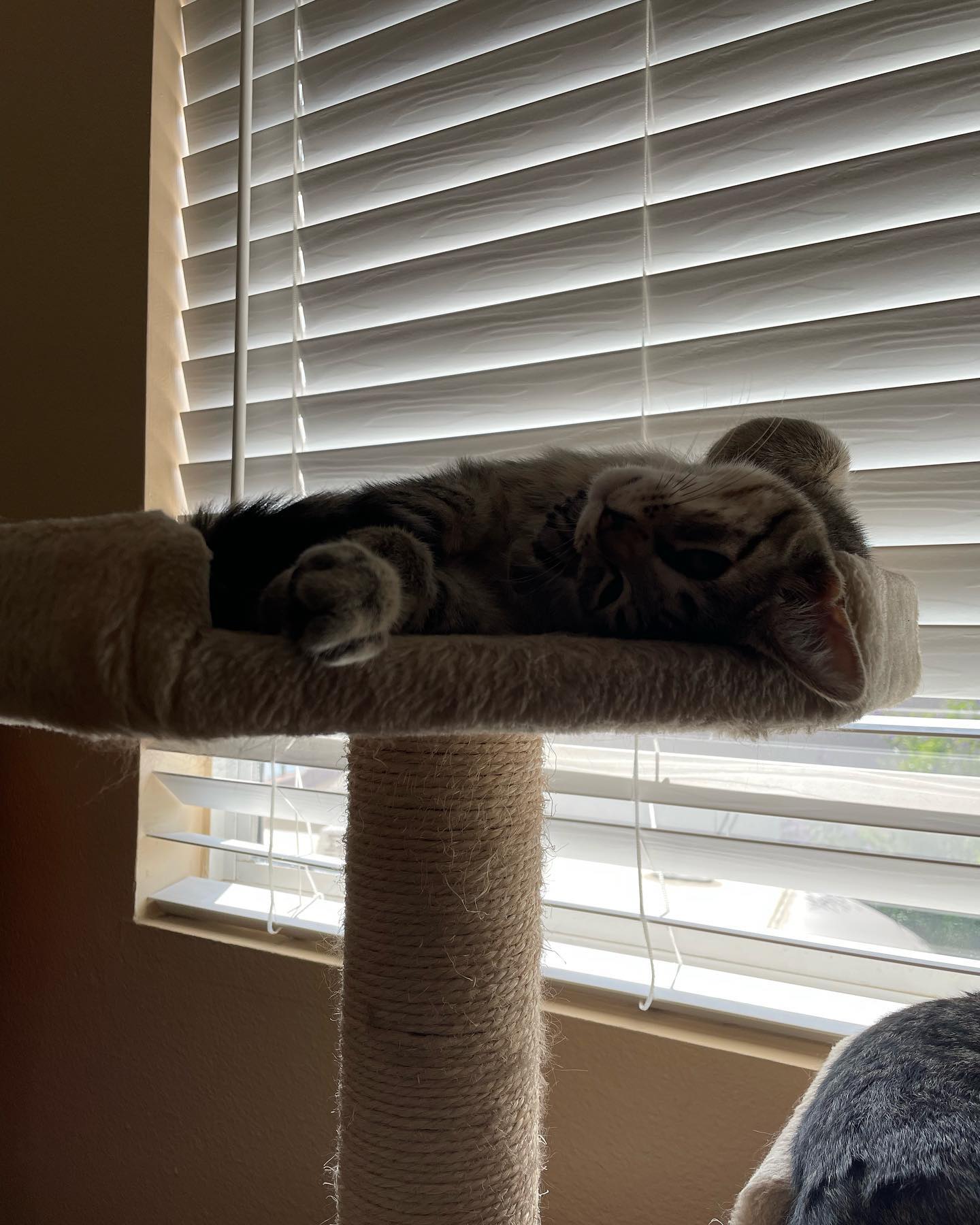 ✨ Foster kitten: Grump! ⁣ Don’t let the name fool you, once this little kitten gets going, his purr sounds like a dozen engines rumbling at the same time! Sweet and playful, the p...