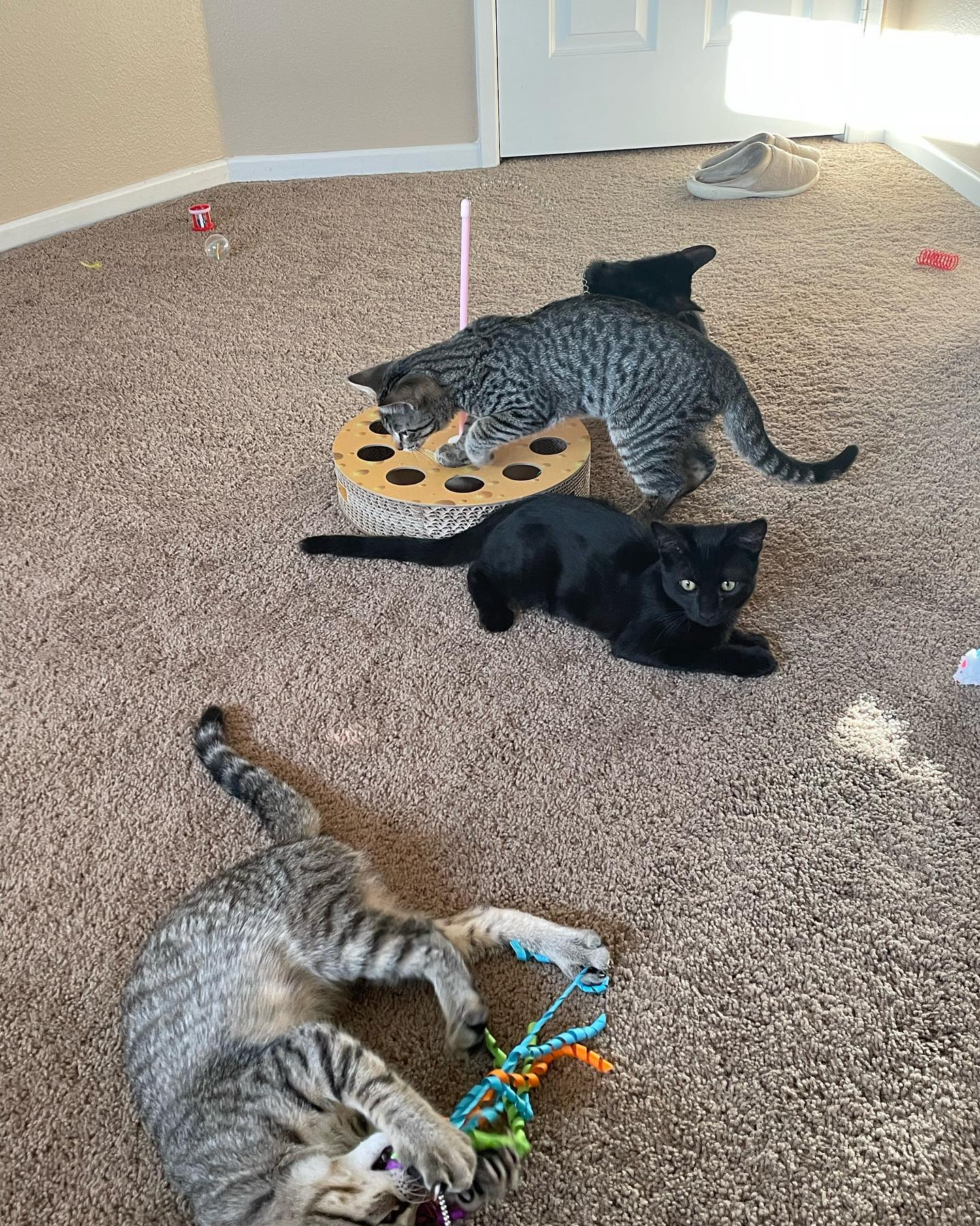 ✨ Foster kitten: Shadow! ⁣⁣ Shadow is such a playful little guy! He loves chasing and jumping after his toys, but will require some butt pats and head scritches when he sees you ⁣...