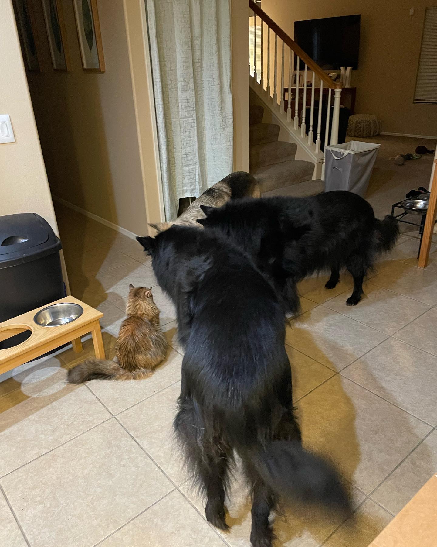 Jun 13, 2022: Either Gypsy just told a really funny joke or some gang war shit is about to go down ⁣ ⁣ #mainecoon #mainecooncat #catsofinstagram #belgianshepherd #groenendael #ger...