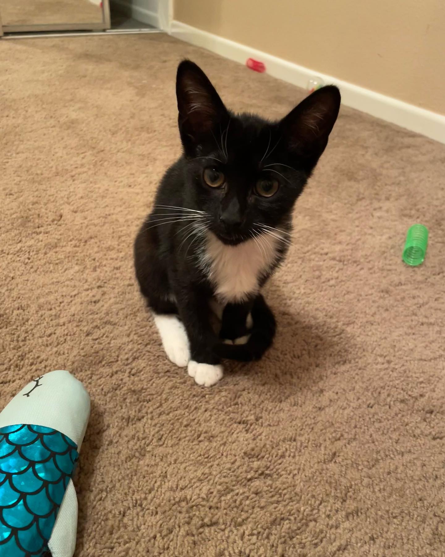 ✨ Foster kitten: Boots! ⁣⁣⁣ This little lady right here is just the sweetest thing who loves to cuddle! As soon as you walk in the door, Boots is on her way to remind you of just...