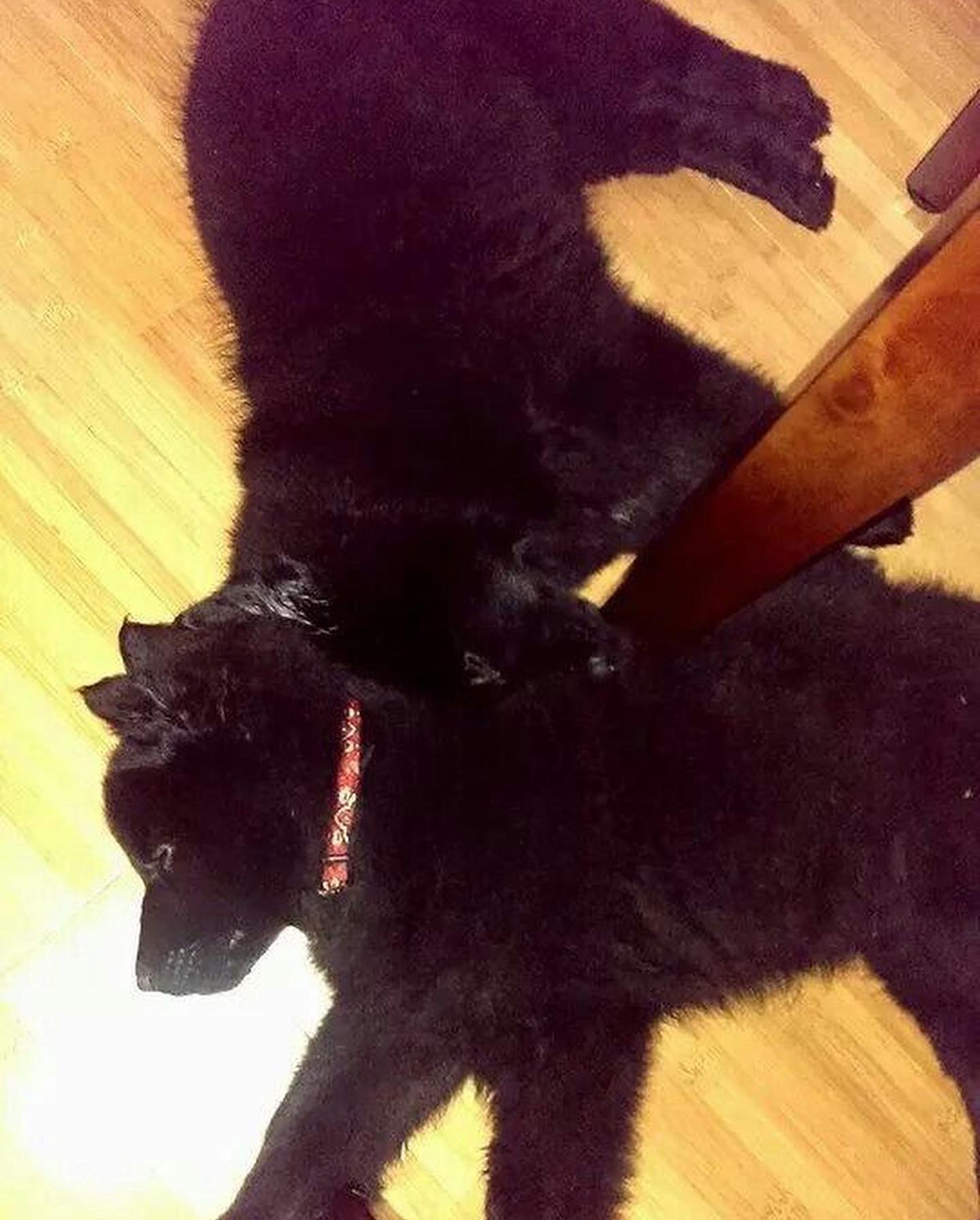 #latergram Old pictures of Sirius and Remus when they were wee pups ⁣ ⁣ #belgianshepherd #belgianshepherdgroenendael #belgianshepherdsofinstagram #groenendael #groenendaelsofinsta...