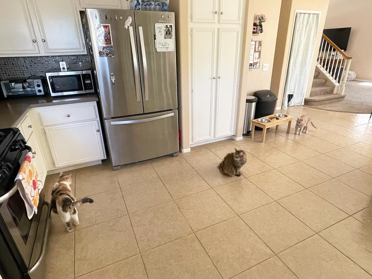 Jun 26, 2022: another miraculous occasion when all 3 DirtyHellHounds cats are together in one room ⁣ It for sure didn’t last long 😅 ⁣ ⁣ #calico #dilutedcalico #mainecoon (mix 😾) #...