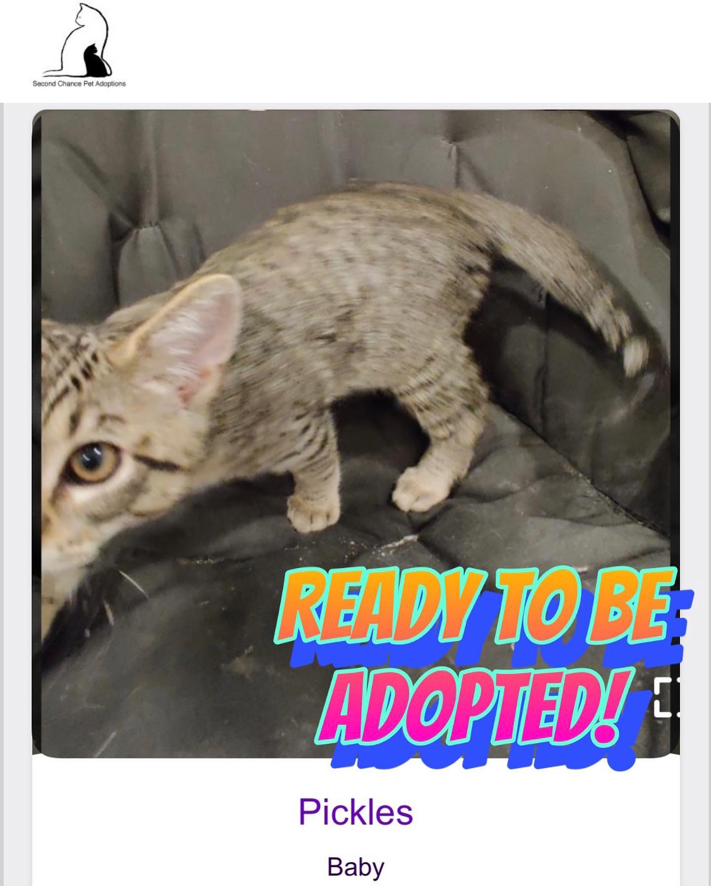 ⁣Jul 15, 2022: The DirtyHellHounds clan would like to introduce our ✨ new foster kittens! ✨⁣ 👋🏻 Say hi to Shadow, Boots, Grump, and Pickles! ⁣ ** Shadow has been adopted! 😊 ⁣ ⁣ In...
