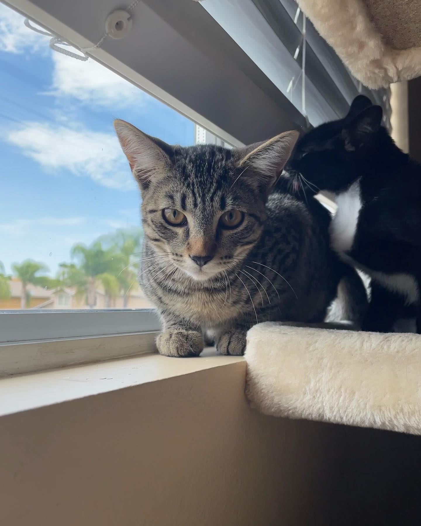 ✨ Foster kitten: Boots! ⁣⁣⁣ This little lady right here is just the sweetest thing who loves to cuddle! As soon as you walk in the door, Boots is on her way to remind you of just...
