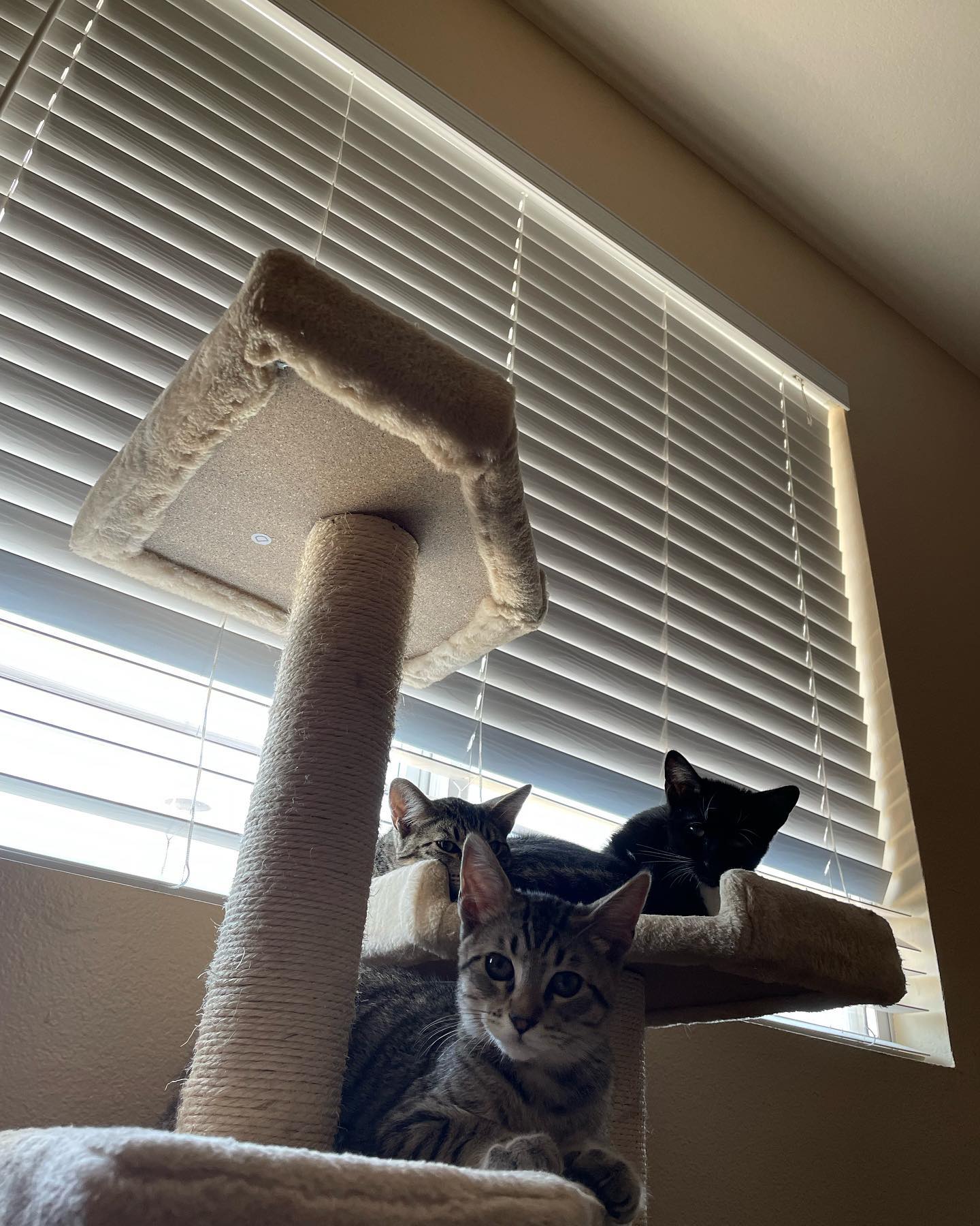 ✨ Foster kitten: Grump! ⁣ Don’t let the name fool you, once this little kitten gets going, his purr sounds like a dozen engines rumbling at the same time! Sweet and playful, the p...