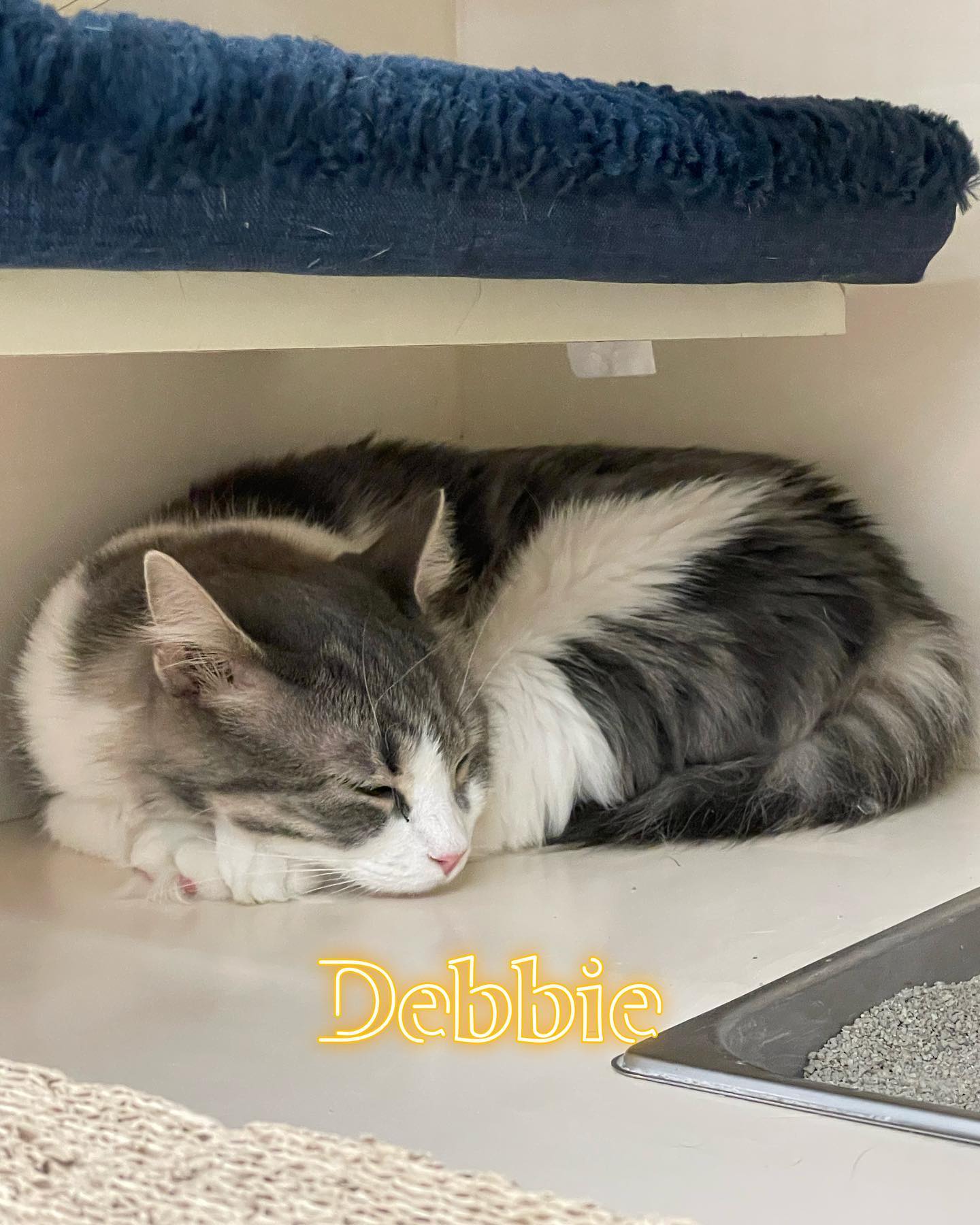 Jul 15-16, 2022: Meet Holly, Smokey, Whiskers, and Debbie! 😻 😻 😻 ⁣⁣ These lil cuties have been adopted thanks to @secondchancepetadoptions and @petco! ⁣ ⁣ #adoptable #adoptables #...