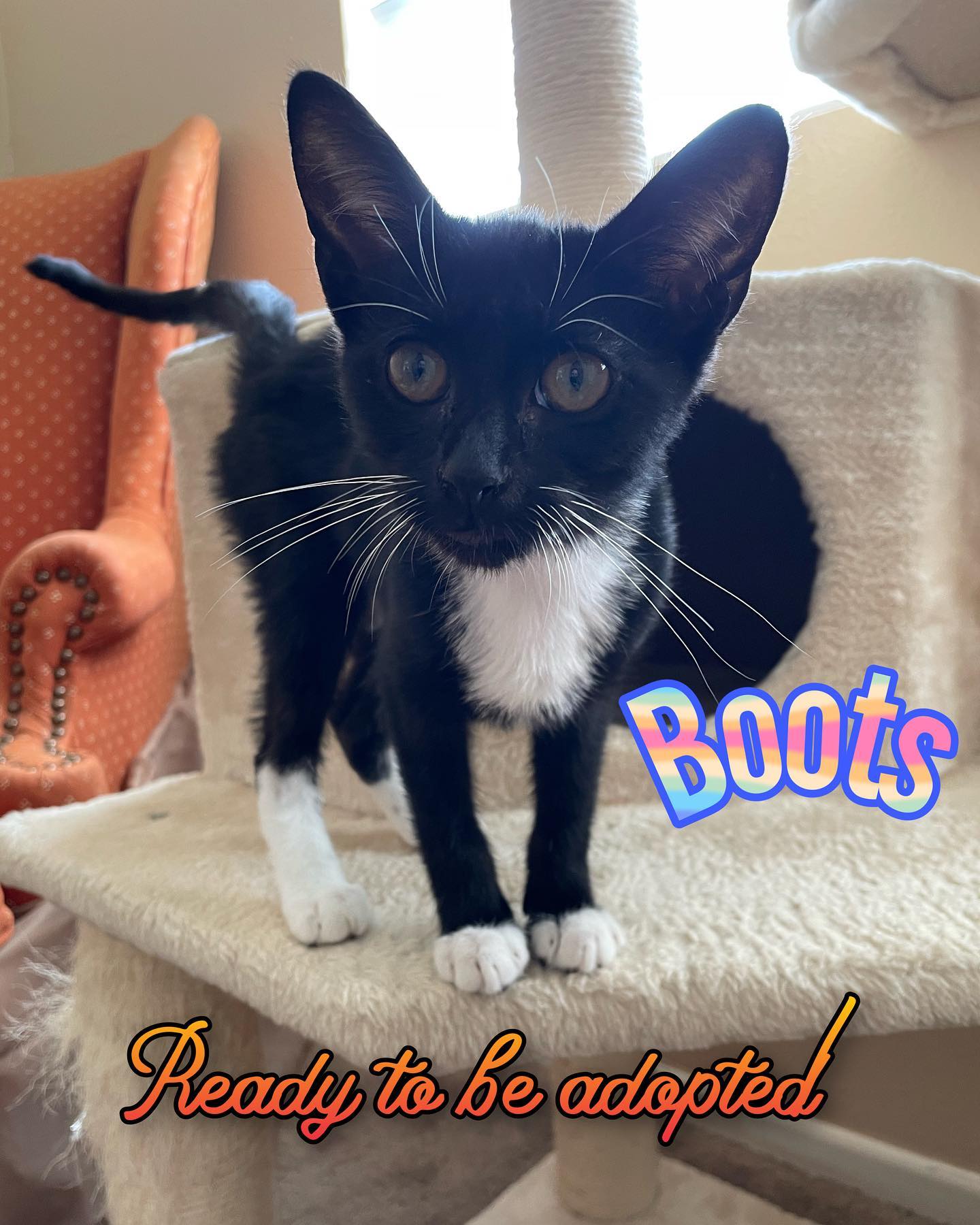 ✨ Foster kitten: Boots! ⁣⁣⁣ This little lady right here is just the sweetest thing who loves to cuddle! As soon as you walk in the door, Boots is on her way to remind you of just...