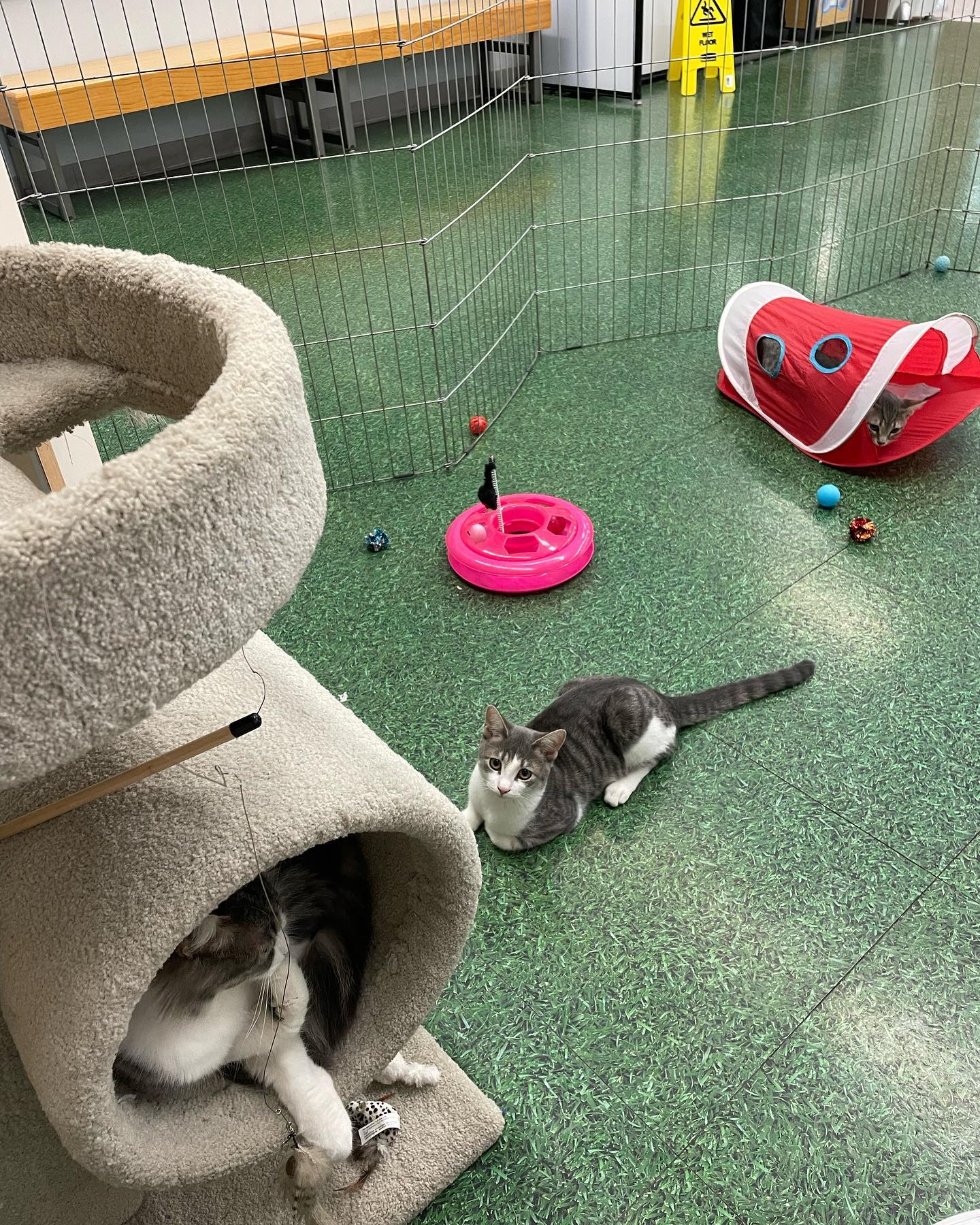 Jul 25, 2022: My sweet foster kitten Shadow was moved to the PetCo storefront today! ⁣ While I’m gonna miss this little cutie, I’m so excited for someone to see him and hopefully...