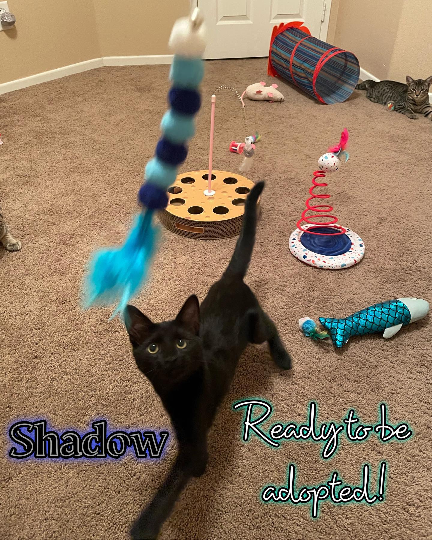 ✨ Foster kitten: Shadow! ⁣⁣ Shadow is such a playful little guy! He loves chasing and jumping after his toys, but will require some butt pats and head scritches when he sees you ⁣...