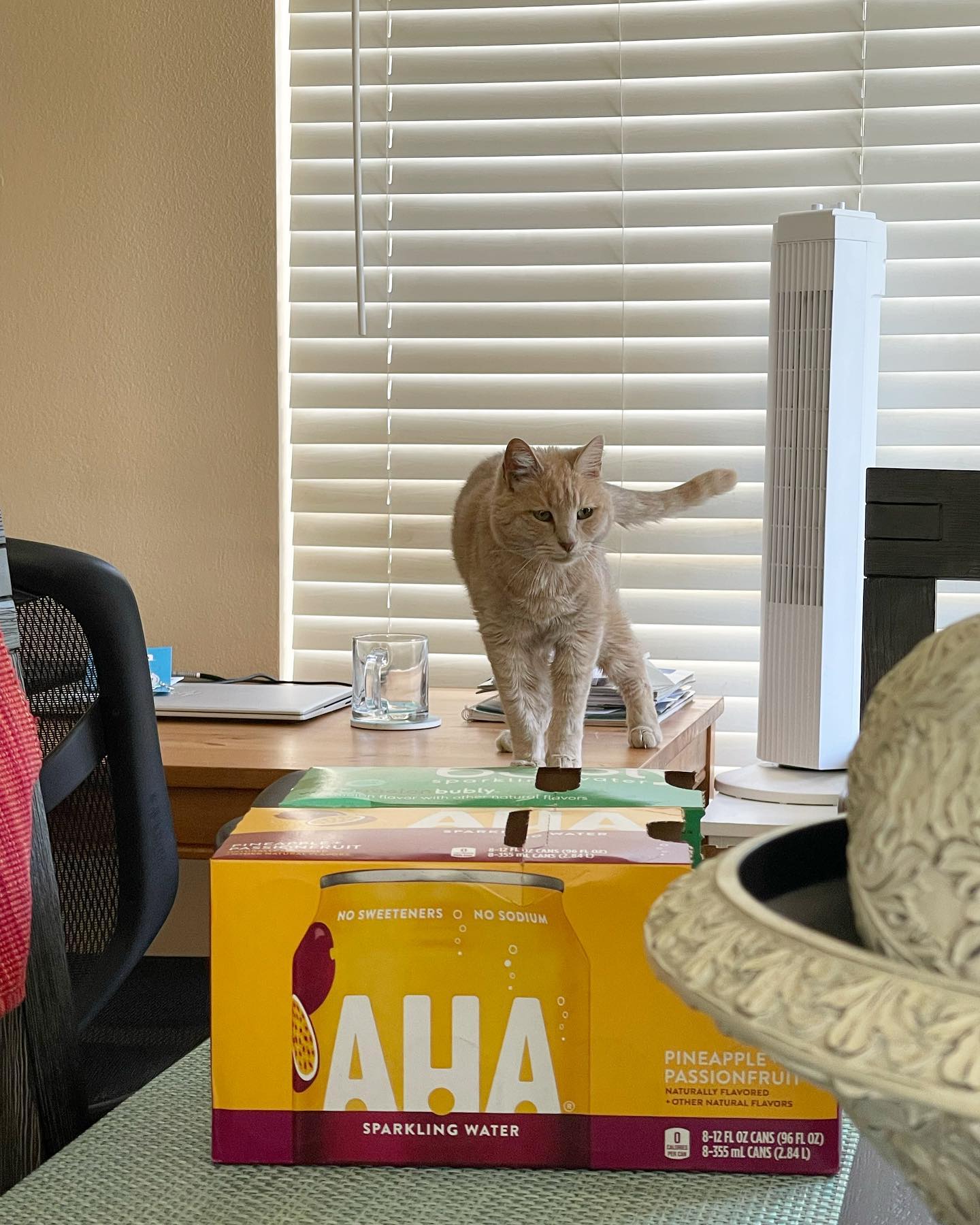 Jun 8, 2022: AHA! It’s Miss Rajah! ⁣ ⁣ #orangetabby #orangetabbycat #orangetabbycatsofinstagram #tabbycat #tabbycatsofinstagram #catsofinstagram #catsofinsta #catsofig #catstagram...