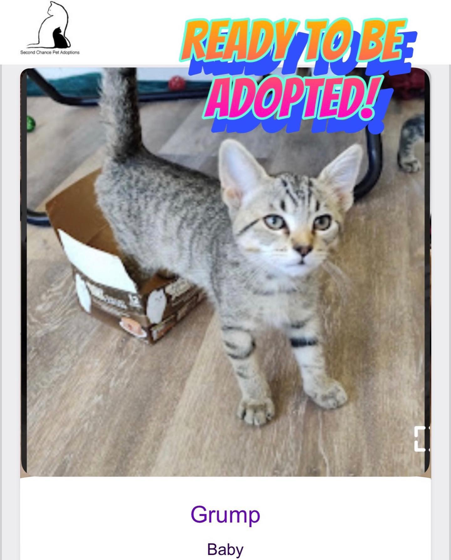 ⁣Jul 15, 2022: The DirtyHellHounds clan would like to introduce our ✨ new foster kittens! ✨⁣ 👋🏻 Say hi to Shadow, Boots, Grump, and Pickles! ⁣ ** Shadow has been adopted! 😊 ⁣ ⁣ In...