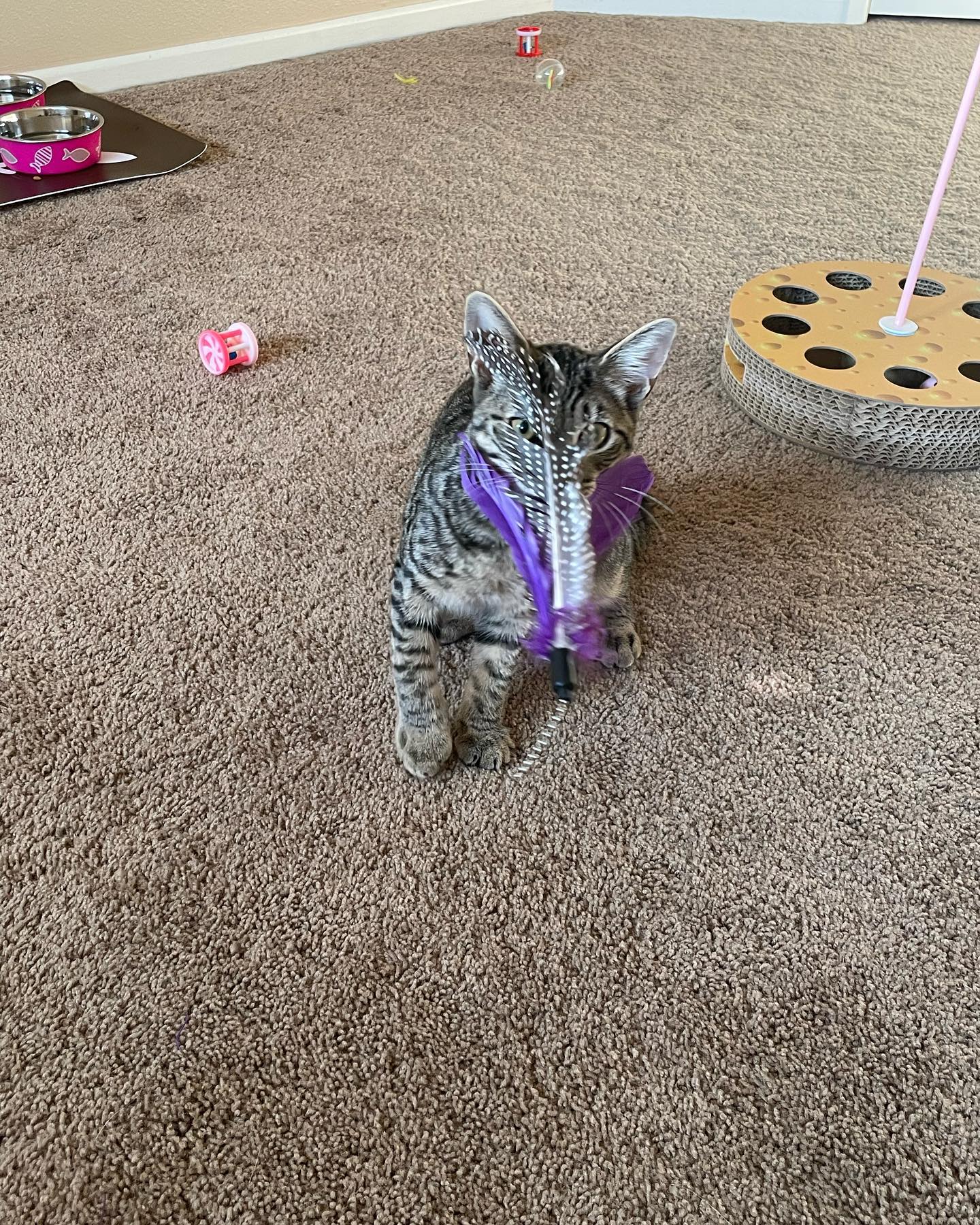 ✨ Foster kitten: Pickles! ⁣ Pickles is such a gentleman, and when he gets head scritches he loves them so much that he rolls over and nuzzles himself closer. It’s SO. STINKIN. CUT...