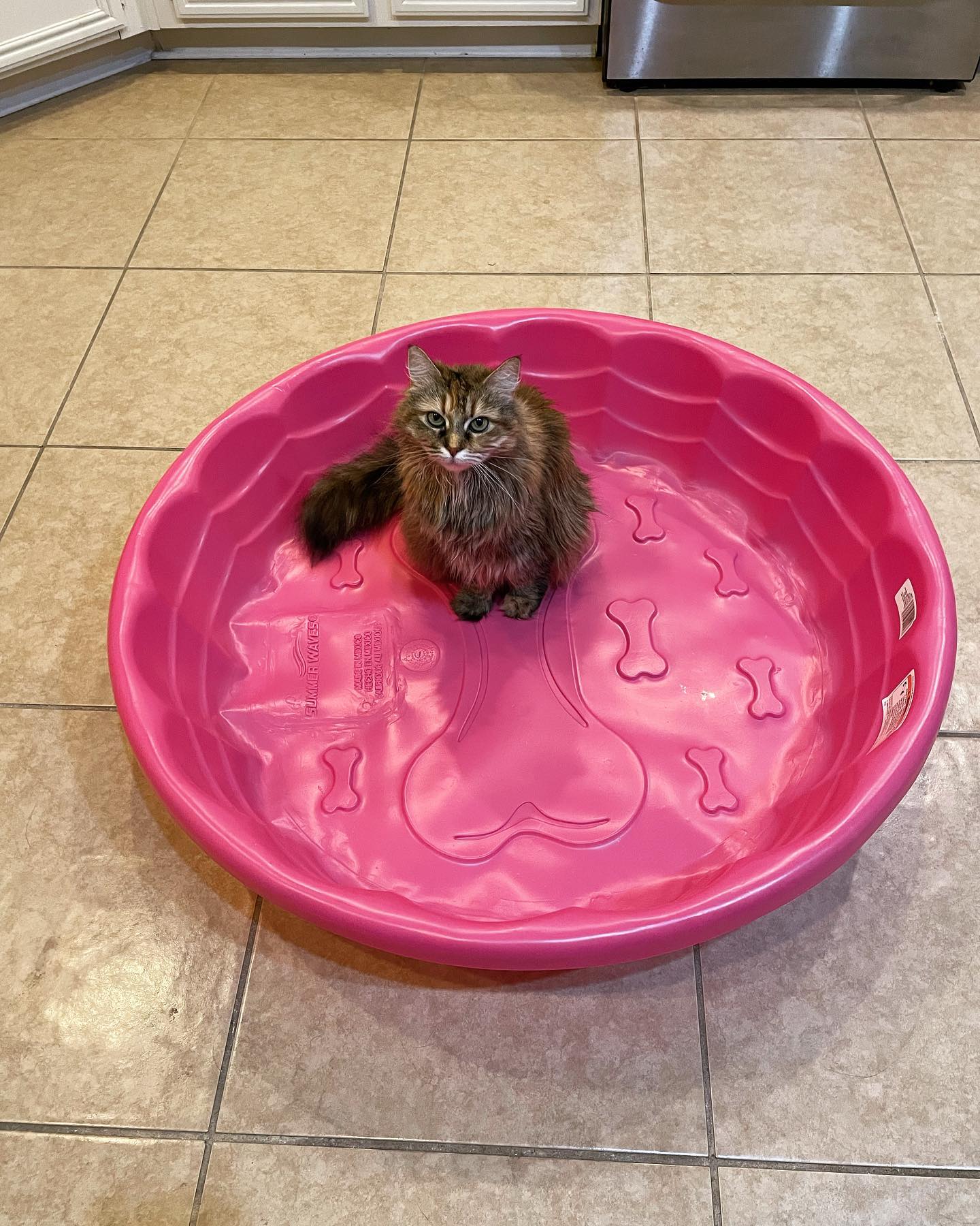 Jun 17, 2022: I promise that’s a dog bone in the middle of the pool….. ⁣ ⁣ #mainecoon (mix 😹) #mainecoons #mainecooncat #mainecooncatsofinstagram #catsofinstagram #catsofinsta #ca...