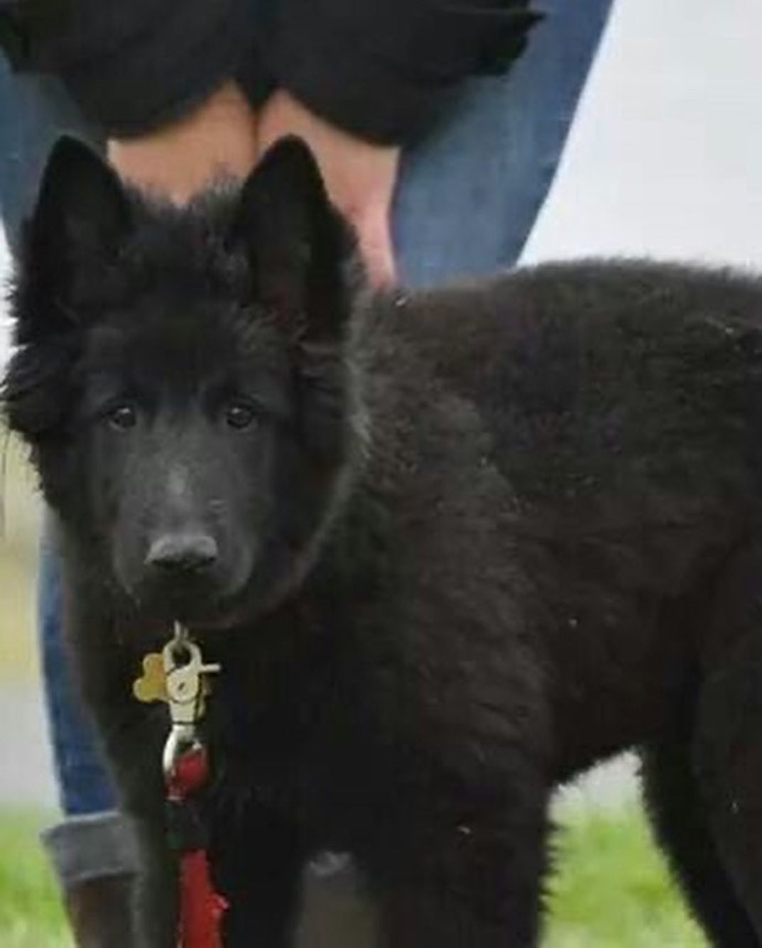 #latergram Old pictures of Sirius and Remus when they were wee pups ⁣ ⁣ #belgianshepherd #belgianshepherdgroenendael #belgianshepherdsofinstagram #groenendael #groenendaelsofinsta...