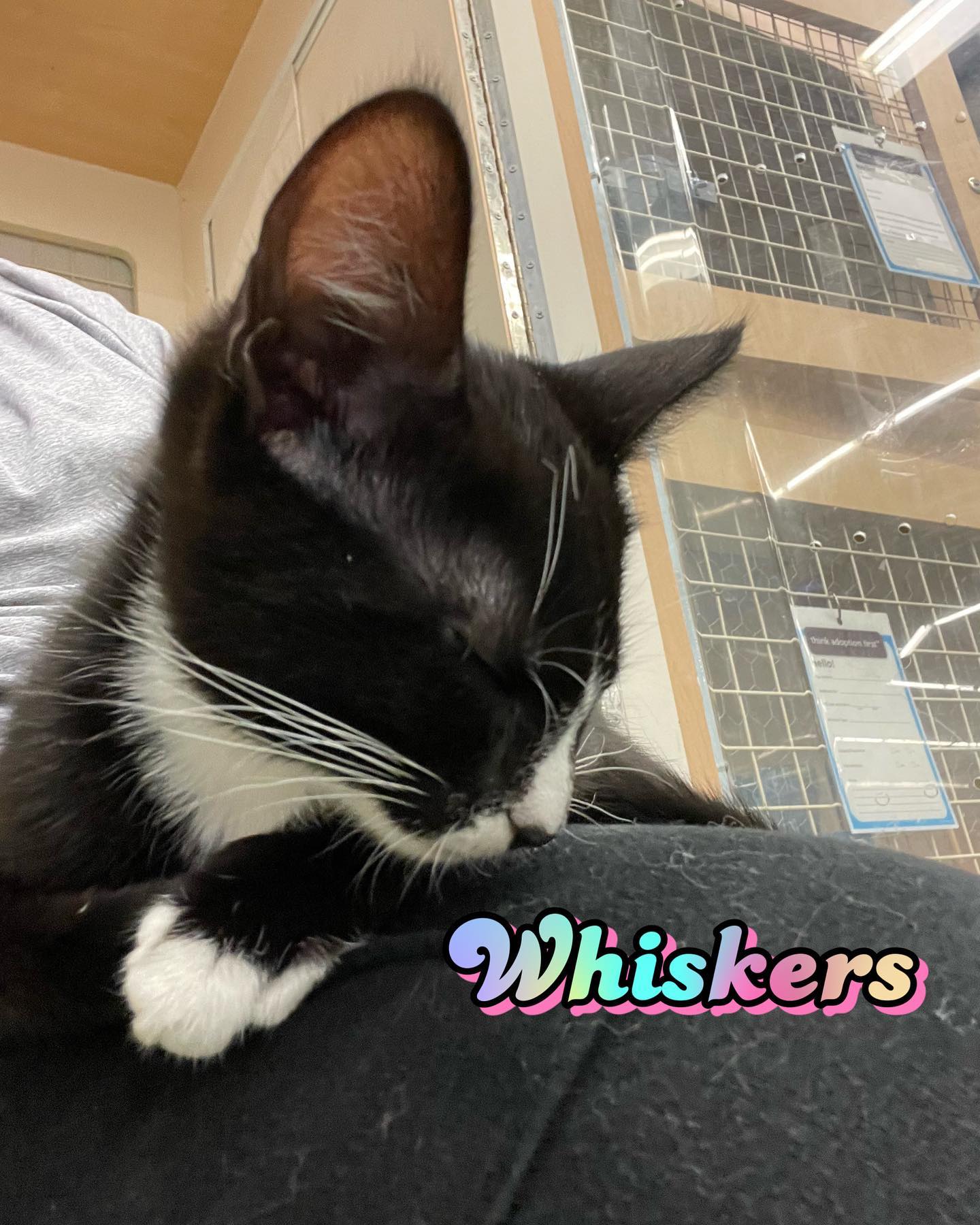 Jul 15-16, 2022: Meet Holly, Smokey, Whiskers, and Debbie! 😻 😻 😻 ⁣⁣ These lil cuties have been adopted thanks to @secondchancepetadoptions and @petco! ⁣ ⁣ #adoptable #adoptables #...