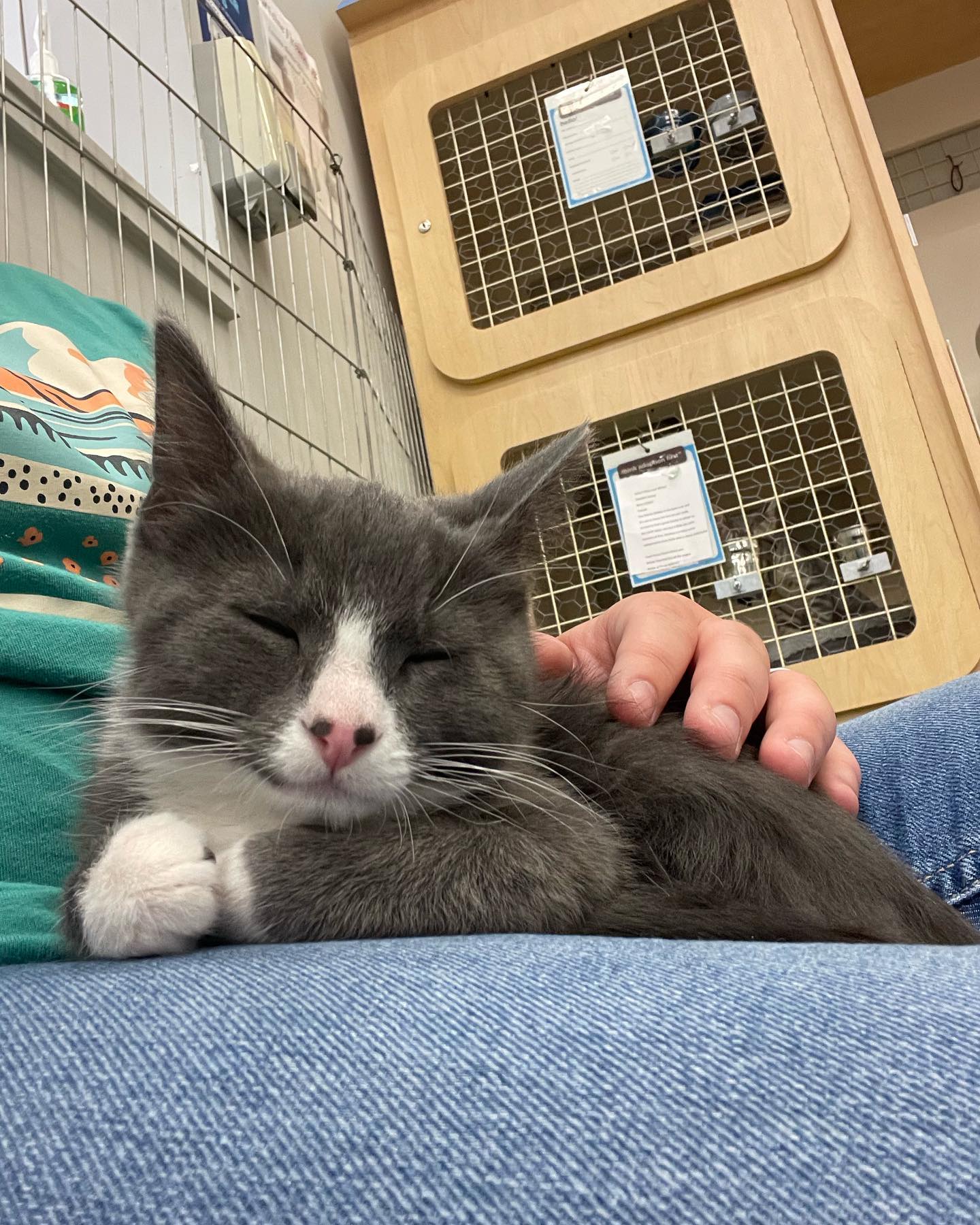 Jul 11, 2022: ⁣⁣ ⭐️ Now volunteering at the Murrieta PetCo with @secondchancepetadoptions ⭐️ ⁣⁣ These kitties are sleepy Cosmo, and sisters Holly and Smokey! They’ve all been adop...