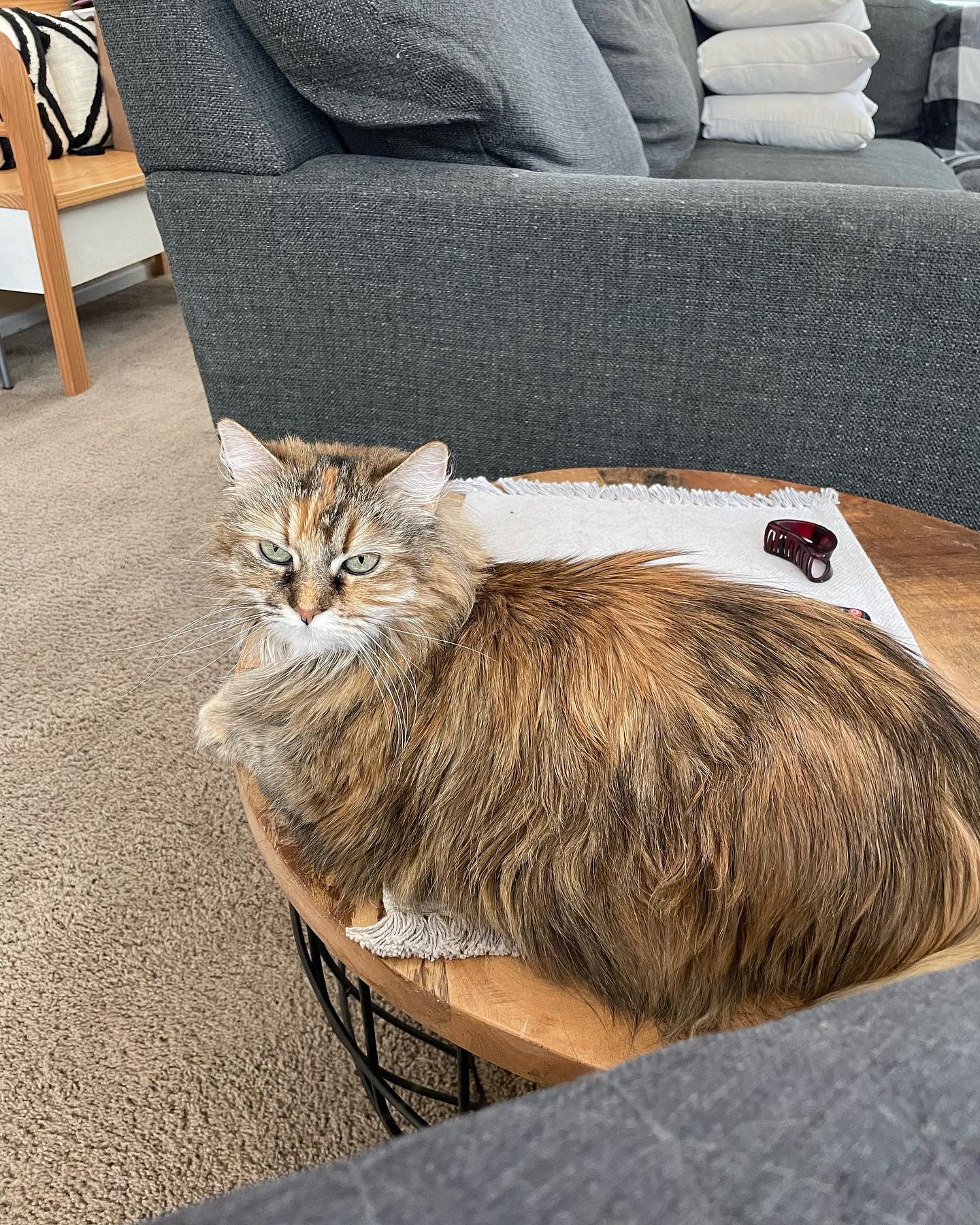Jun 25, 2022: 🥹⁣ ⁣ #mainecoon (mix 😻) #mainecooncat #mainecooncat #mainecooncatsofinstagram #catsofinstagram #catsofinsta #catsofig #catstagram