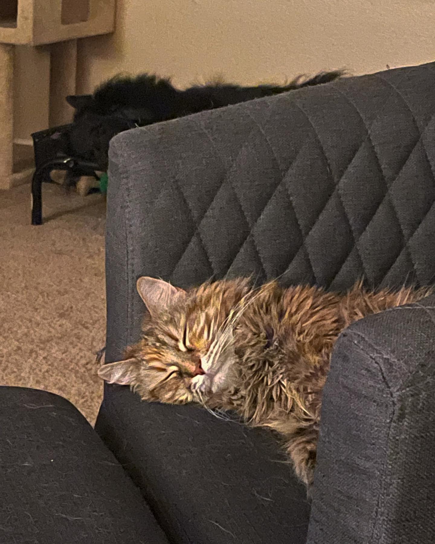 Jun 11, 2022: 😴⁣ ⁣ #mainecoon (mix 😸) #mainecooncat #mainecooncatsofinstagram #catsofinstagram #catsofinsta #catsofig #catstagram #catssleeping #sleepingcat