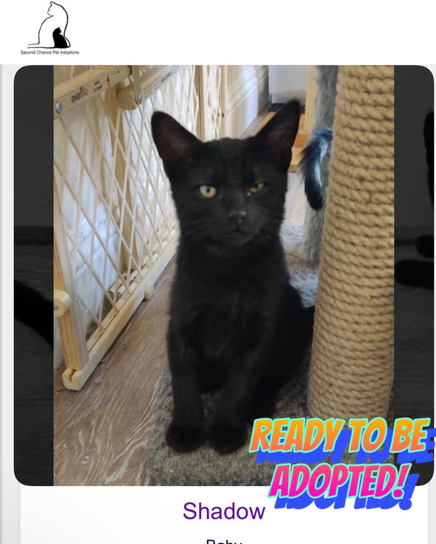 ⁣Jul 15, 2022: The DirtyHellHounds clan would like to introduce our ✨ new foster kittens! ✨⁣ 👋🏻 Say hi to Shadow, Boots, Grump, and Pickles! ⁣ ** Shadow has been adopted! 😊 ⁣ ⁣ In...