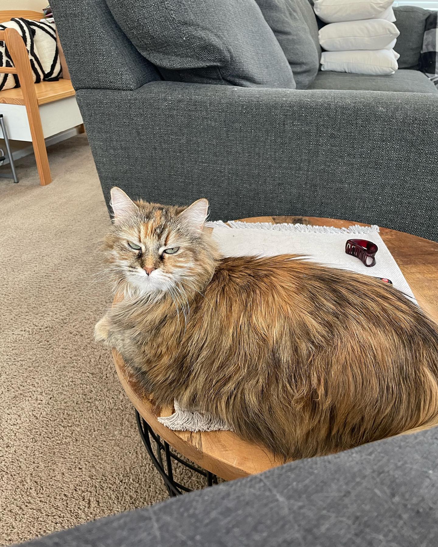 Jun 25, 2022: 🥹⁣ ⁣ #mainecoon (mix 😻) #mainecooncat #mainecooncat #mainecooncatsofinstagram #catsofinstagram #catsofinsta #catsofig #catstagram