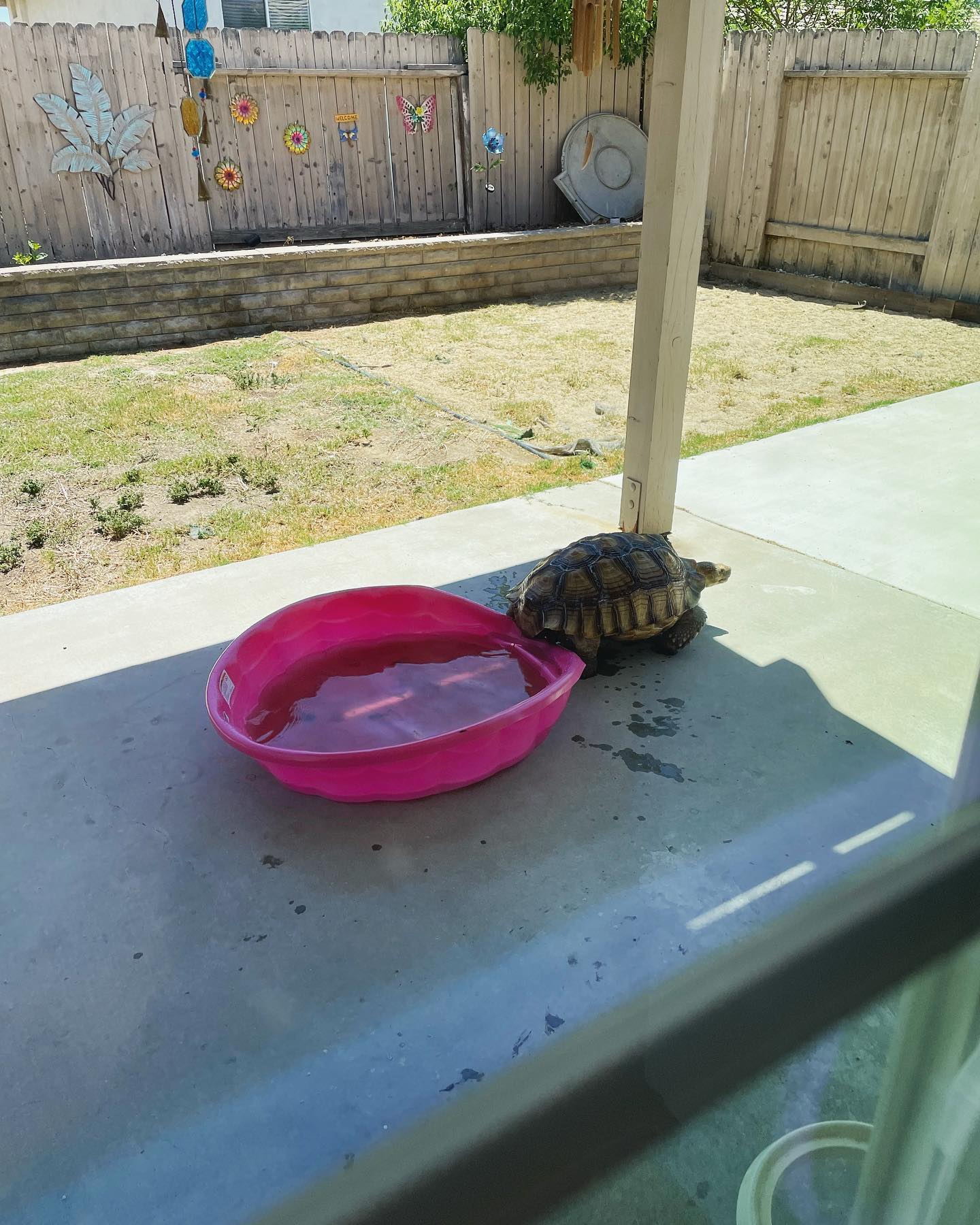 Jul 12, 2022: Turk is clearly a bit too big for this doggy pool…….. 😬 ⁣ ⁣ #africansulcata #africansulcatatortoise #africansulcatasofinstagram #spurredtortoise #tortoisesofinstagra...