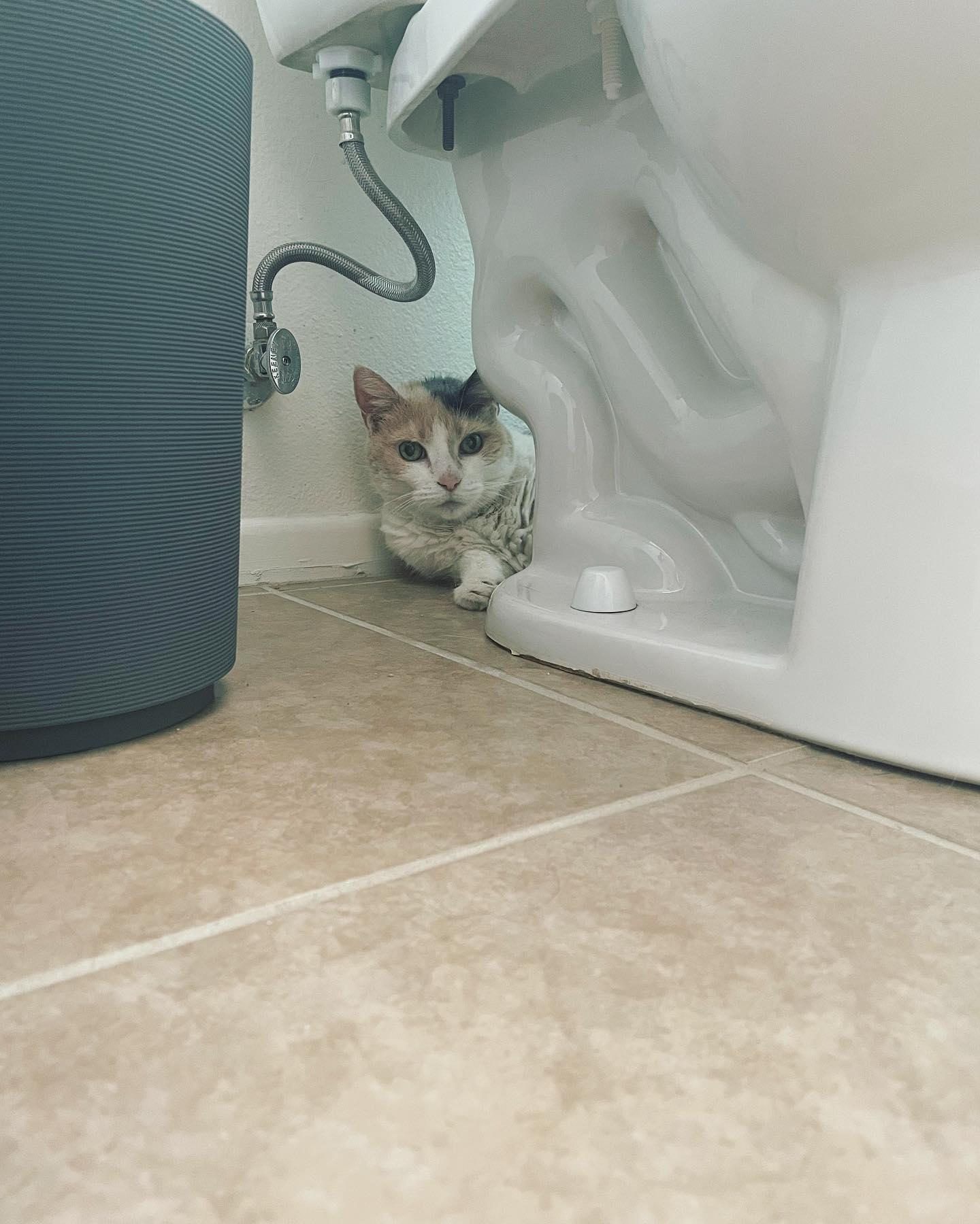 Jul 6, 2022: 🚽 I promise this chill spot is entirely her choice ⁣ ⁣ #calico #calicocat #calicocatsofinstagram #dilutedcalico #dilutecalico #dilutecalicocatsofinstagram #catsofinst...