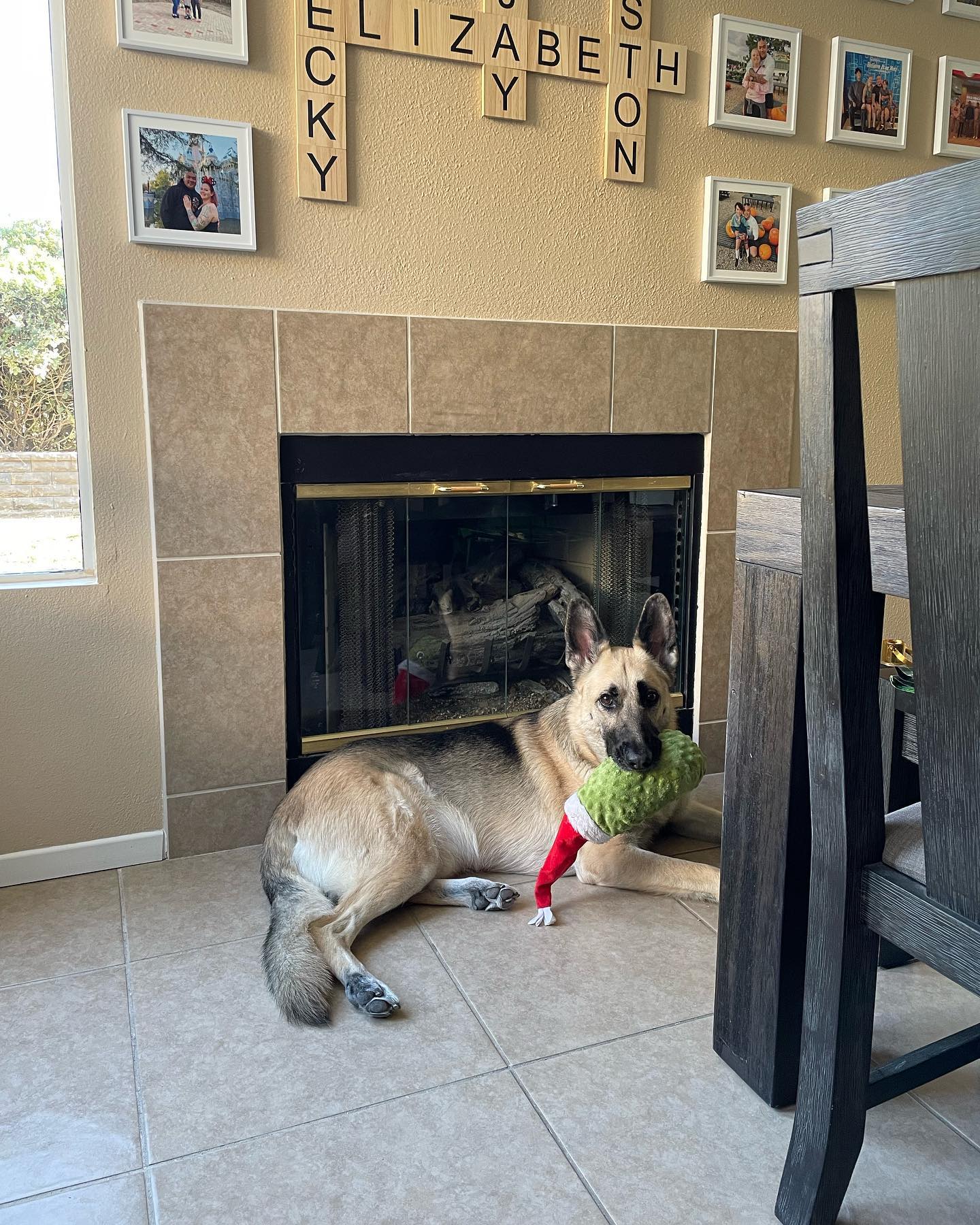 Jun 30, 2022: Loki is such a dill-light 😊 ⁣ ⁣ #germanshepherd #germanshepherdsofinstagram #gsd #gsdofinstagram #dogsofinstagram #dogsofinsta #dogsofig #dogstagram #dogtoys