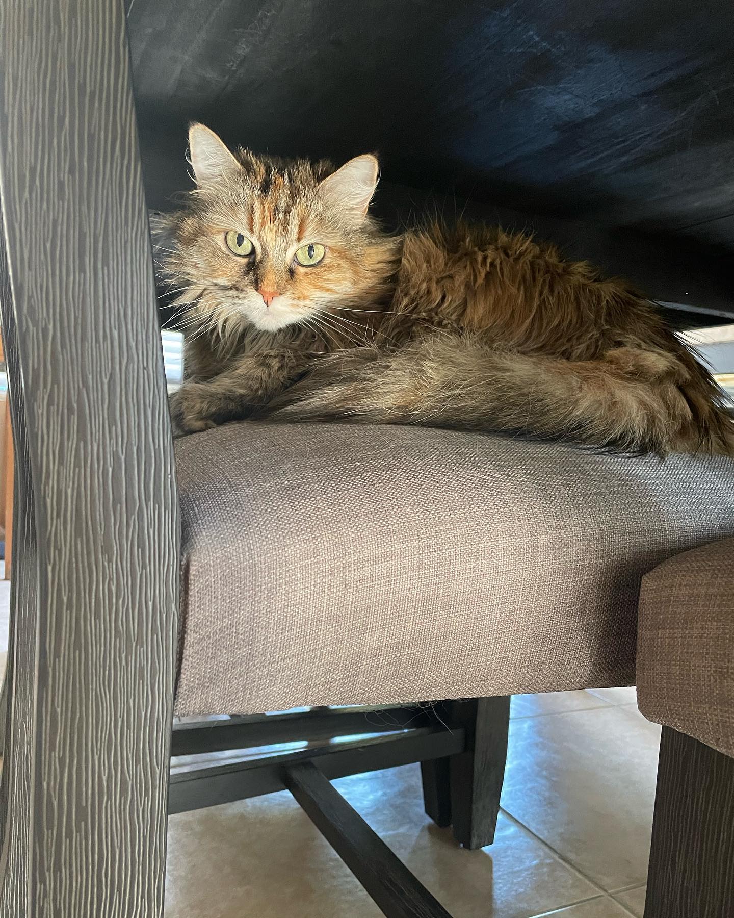 Jun 28, 2022: Gypsy- “Paint me like one of your French girls, Jack” 🎨⁣ ⁣ #mainecoon (mix 😽) #mainecooncat #mainecooncatsofinstagram #catsofinstagram #catsofinsta #catsofig #catsta...