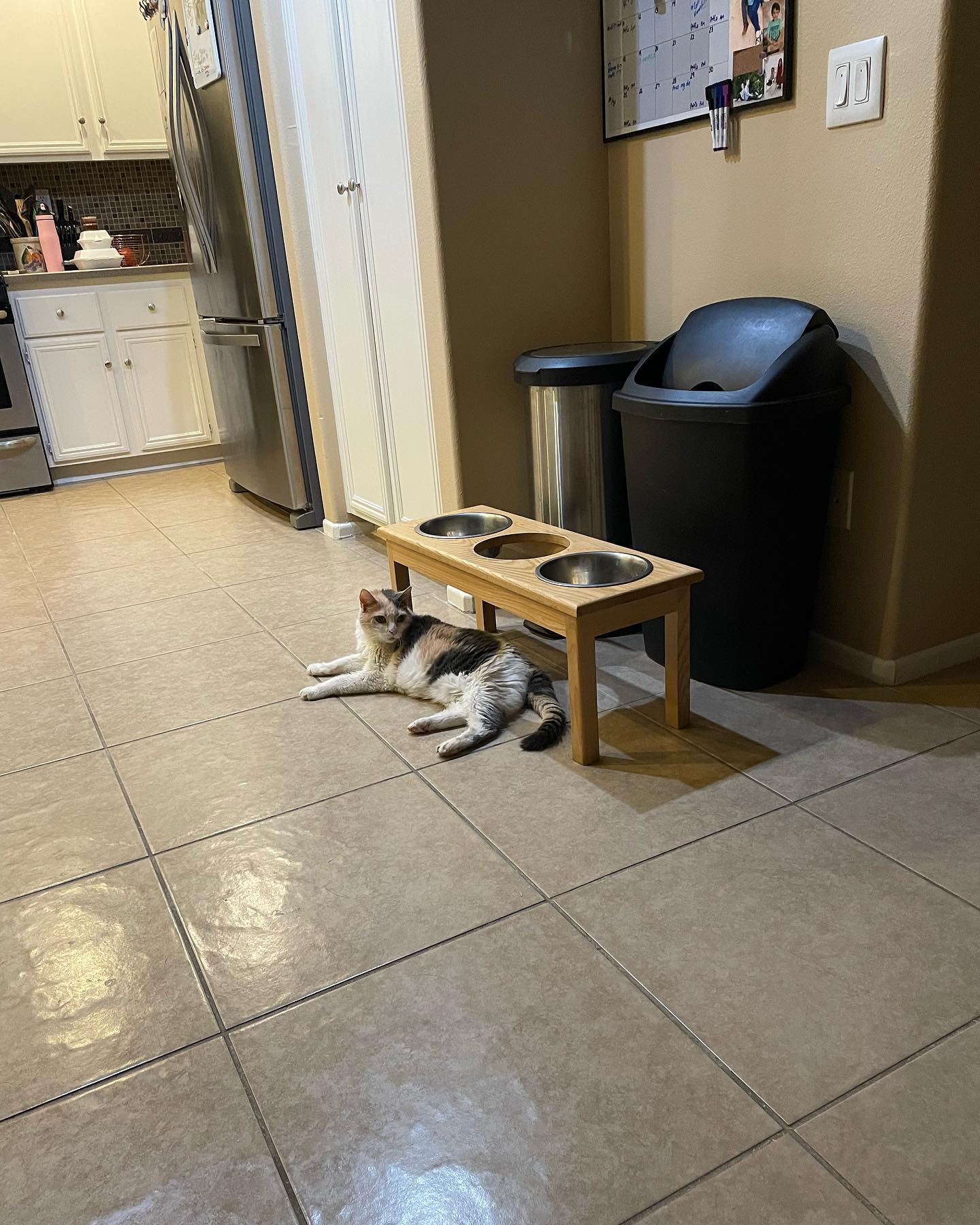 Jul 14, 2022: chillin’ like a villain 😎⁣ ⁣ #calico #calicocat #calicocatsofinstagram #dilutedcalico #dilutecalico #dilutecalicocatsofinstagram #catsofinstagram #catsofinsta #catso...