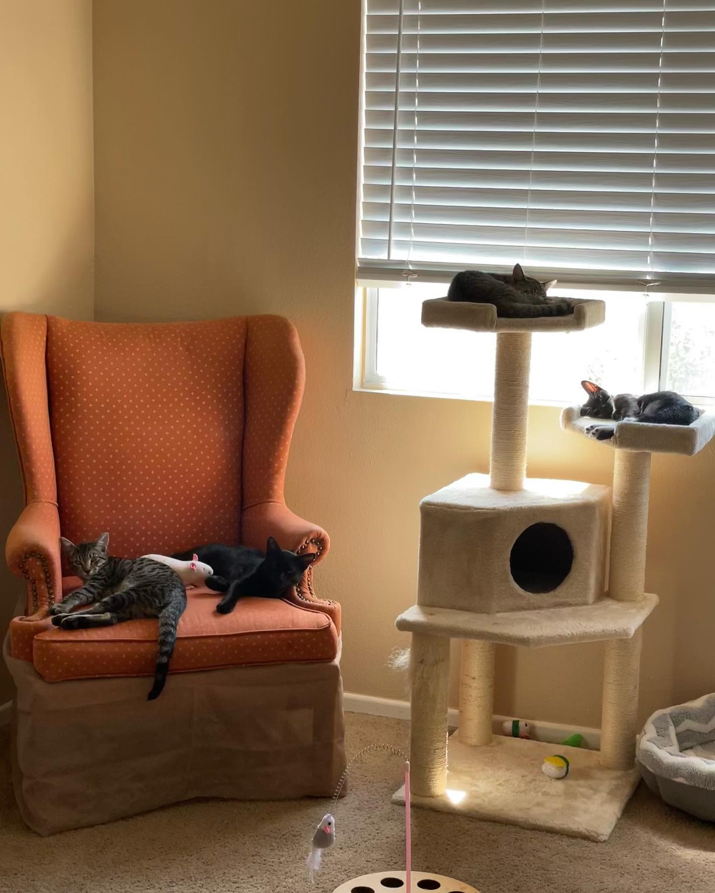 Jul 24, 2022: Four little foster kittens ❤️ ⁣⁣ This was their first time allowed in the bedroom, and their first time seeing a ceiling fan! ⁣⁣ Woke up to little Grump sleeping rig...