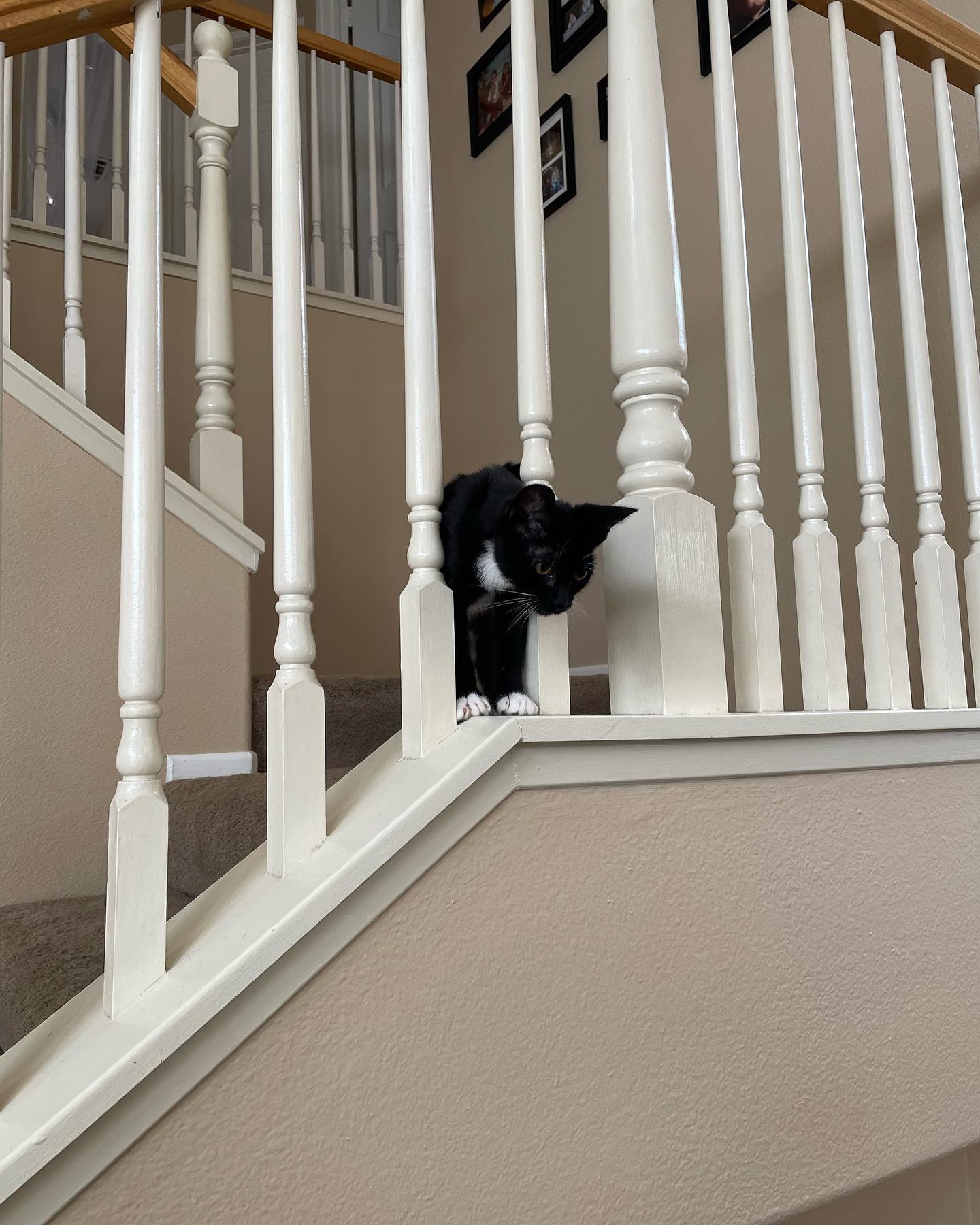 Jul 25, 2022: Boots was the first foster kitten brave enough to come downstairs where the 3 big dogs were waiting 🦈 And she did great! ⁣ Boots is such an amazingly sweet girl, I c...