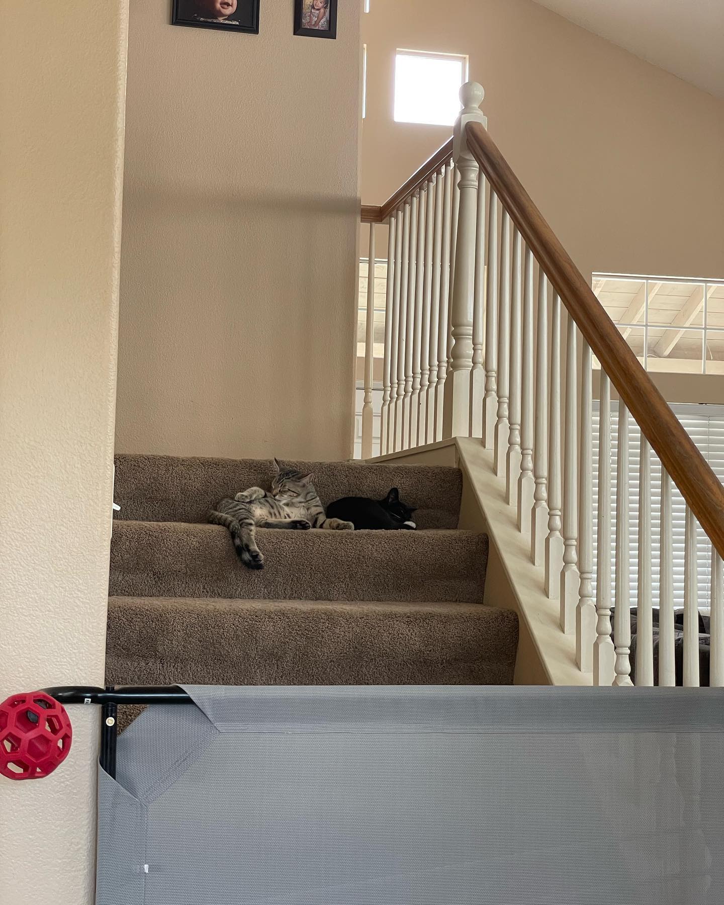 Jul 25, 2022: Boots was the first foster kitten brave enough to come downstairs where the 3 big dogs were waiting 🦈 And she did great! ⁣ Boots is such an amazingly sweet girl, I c...