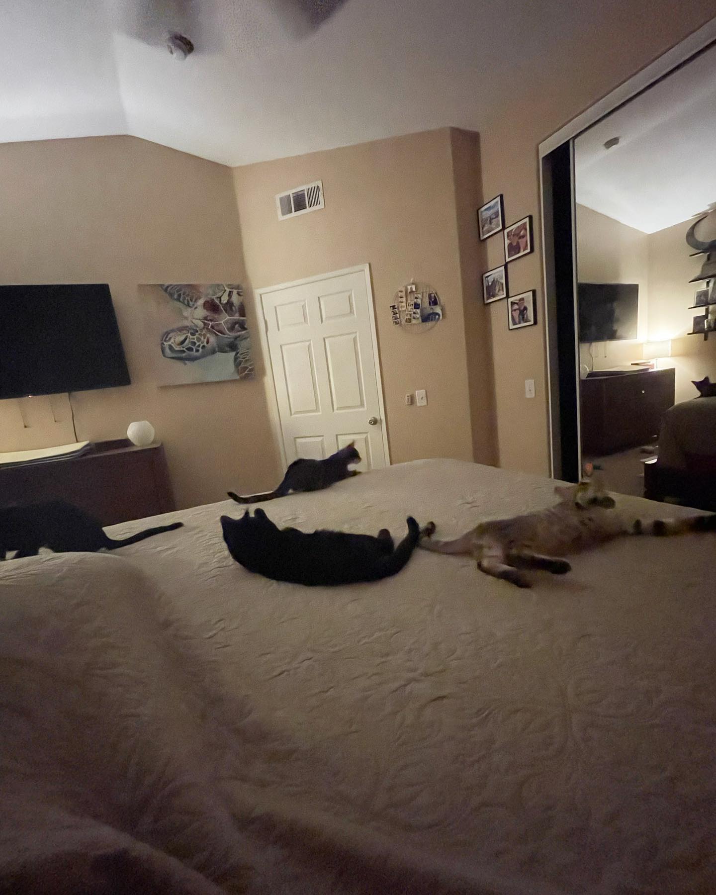 Jul 24, 2022: Four little foster kittens ❤️ ⁣⁣ This was their first time allowed in the bedroom, and their first time seeing a ceiling fan! ⁣⁣ Woke up to little Grump sleeping rig...