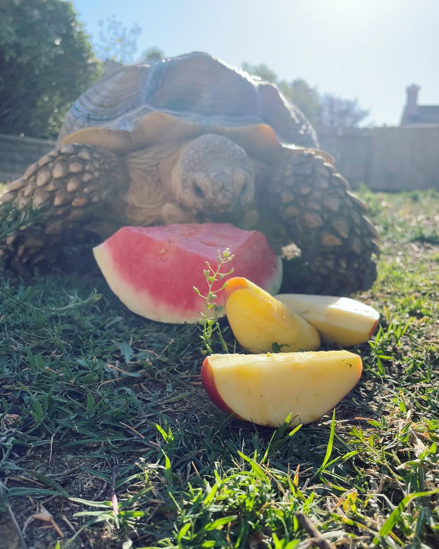 July 13, 2022: A sweet summer treat 🍉⁣ ⁣ #africansulcata #africansulcatatortoise #africansulcatasofinstagram #spurredtortoise #tortoise #tortoisesofinstagram #tortoisesofig